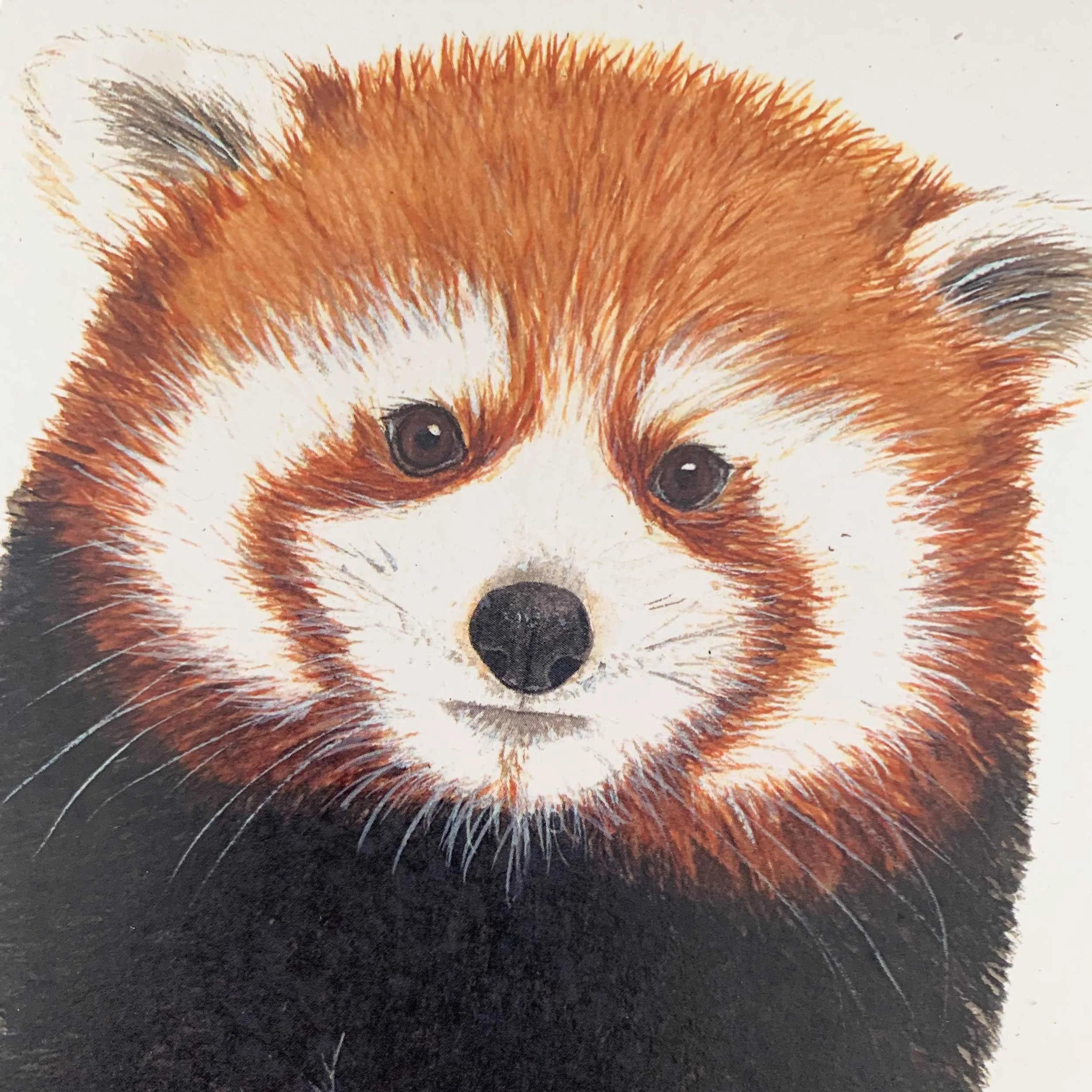 baby-red-panda-greeting-card_3.jpg