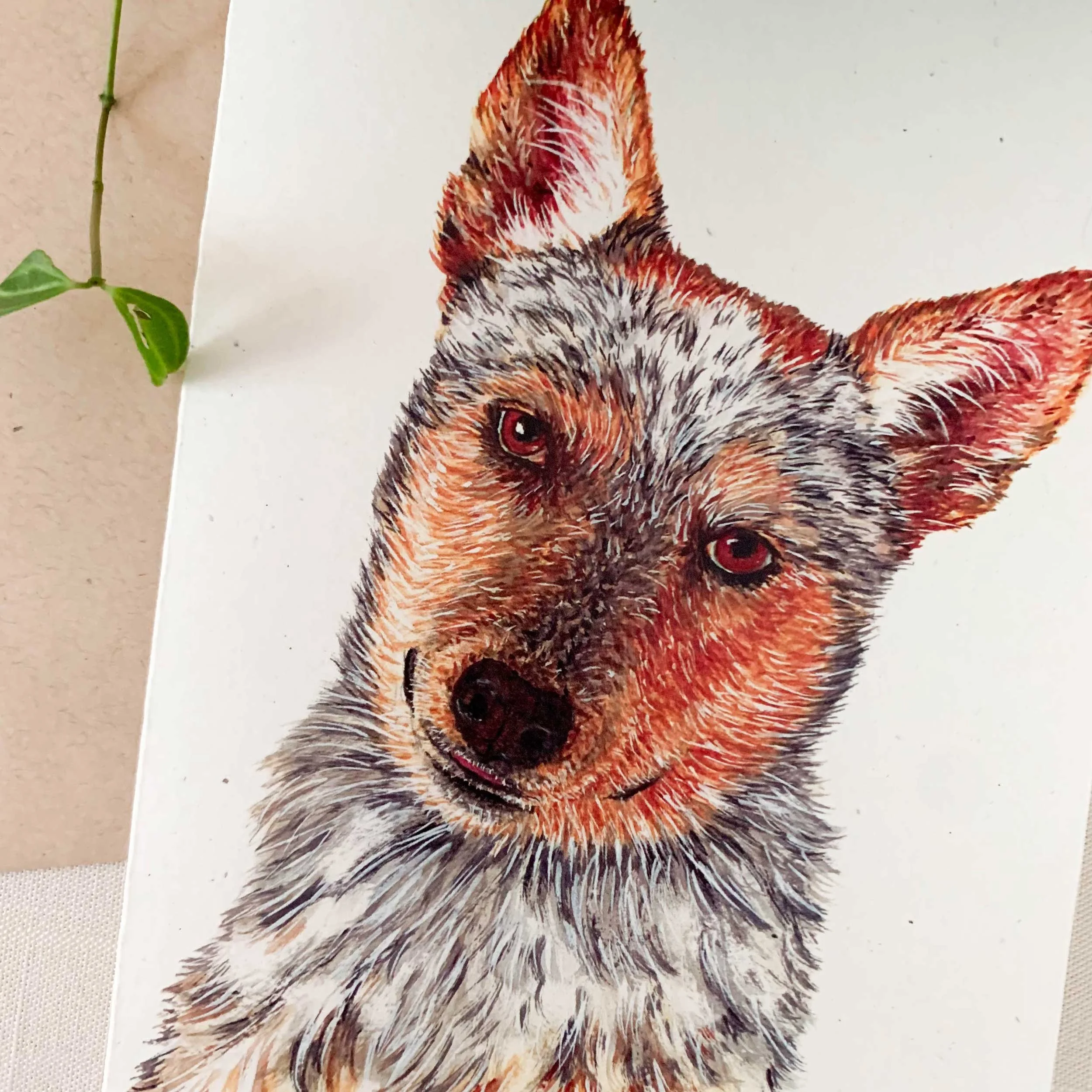australian-cattledog-greeting-card_2.jpg
