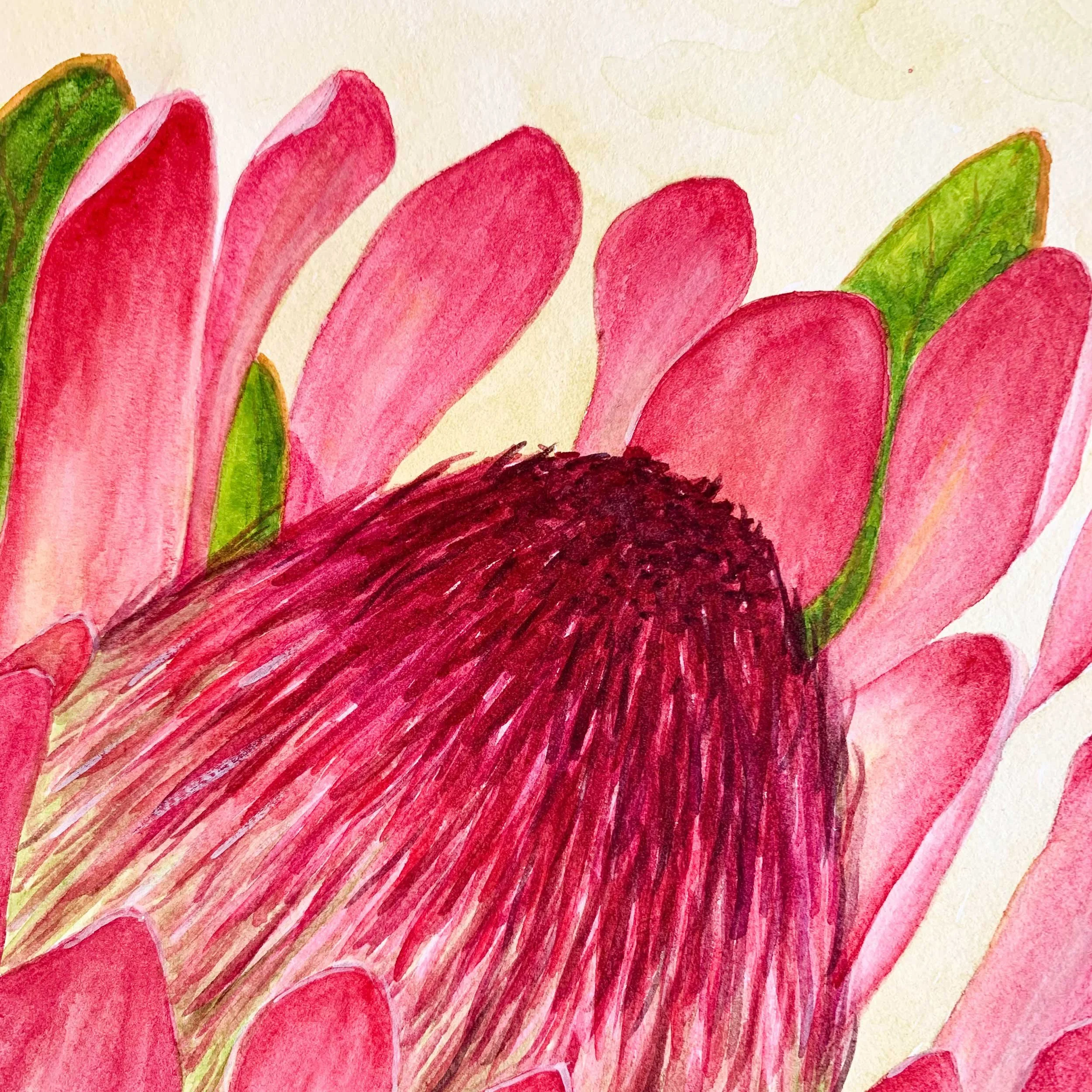 Sugarbush Flower Watercolor Painting Close-Up