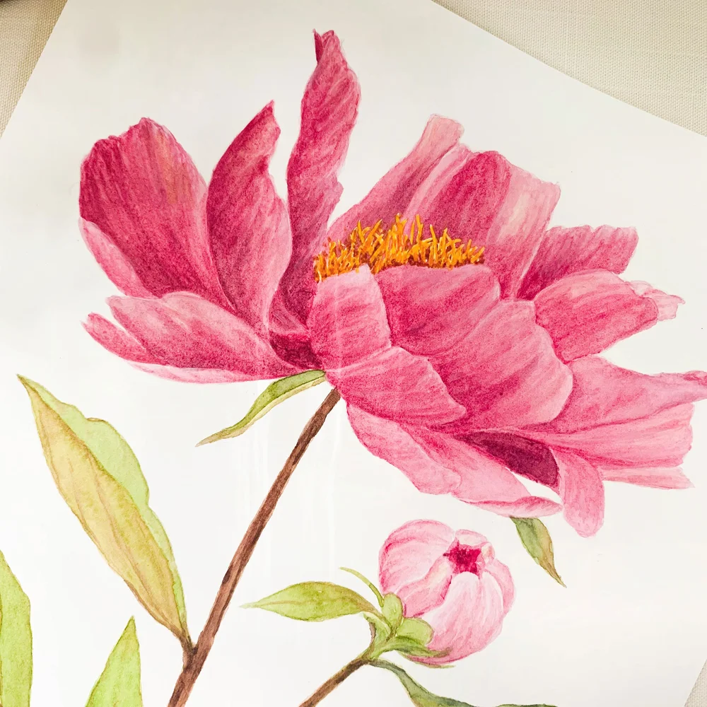 Peony Watercolor