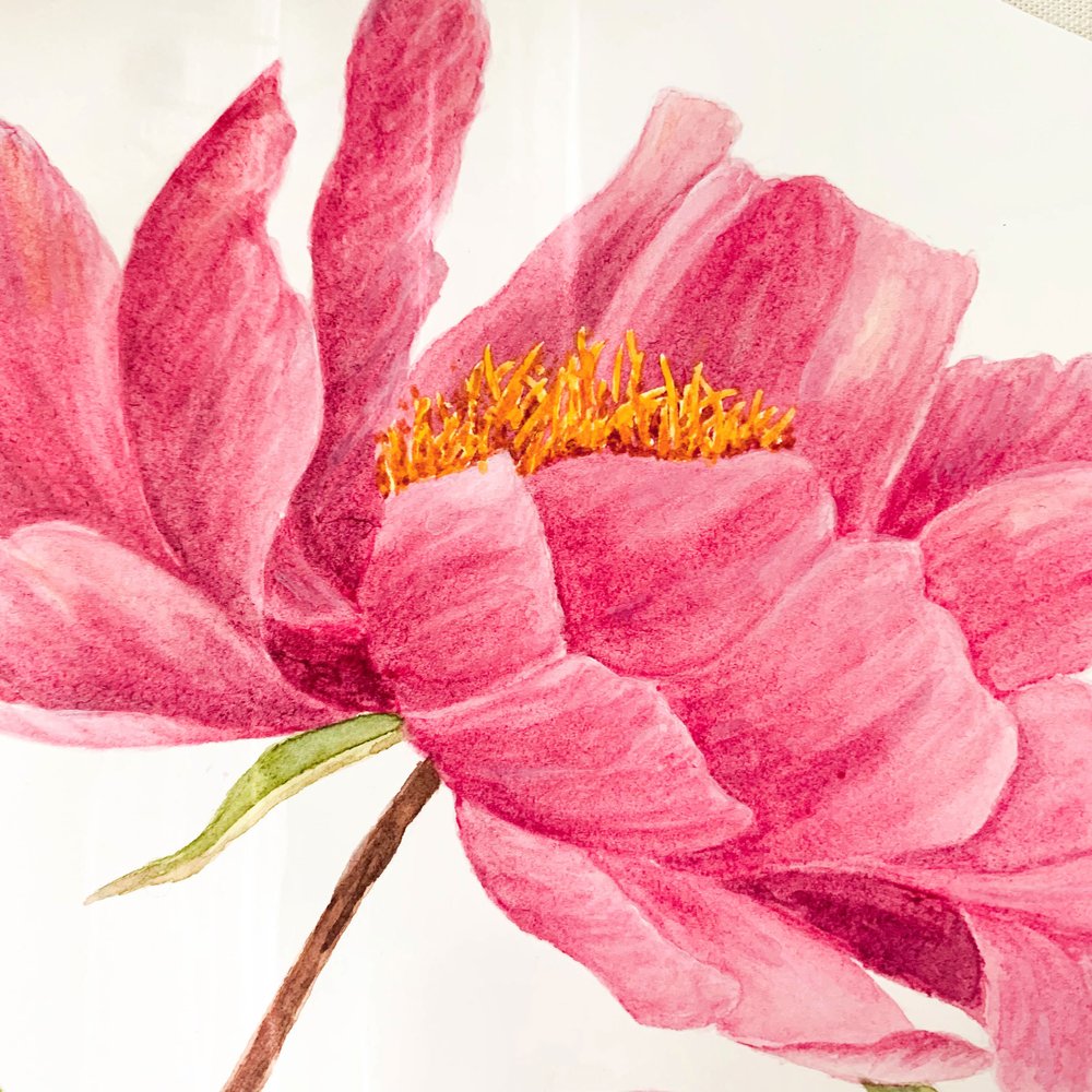 Watercolor Tutorial  How to Paint a Peony! 