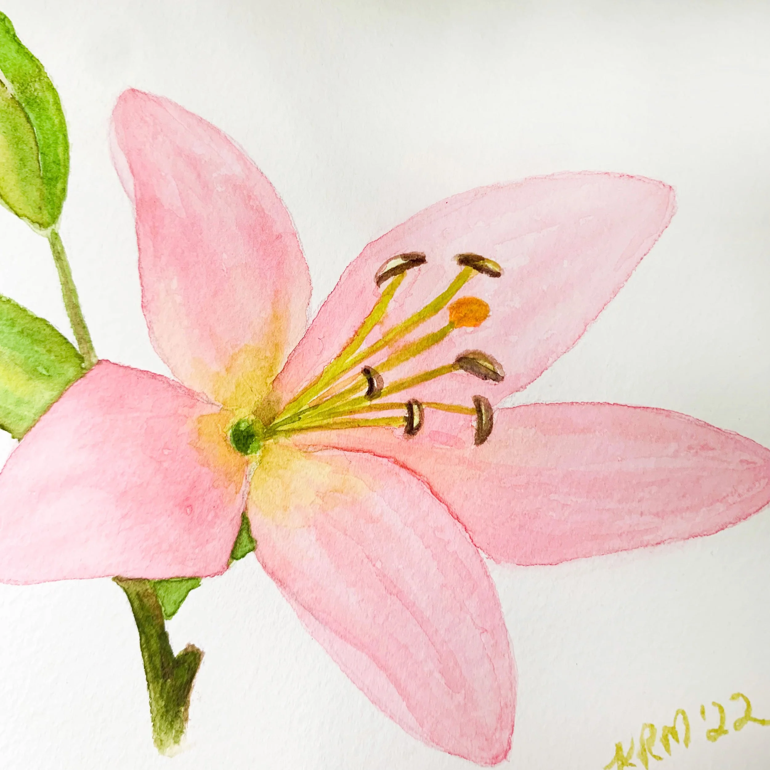 Pink Lily with Bud Original Watercolor Painting Details