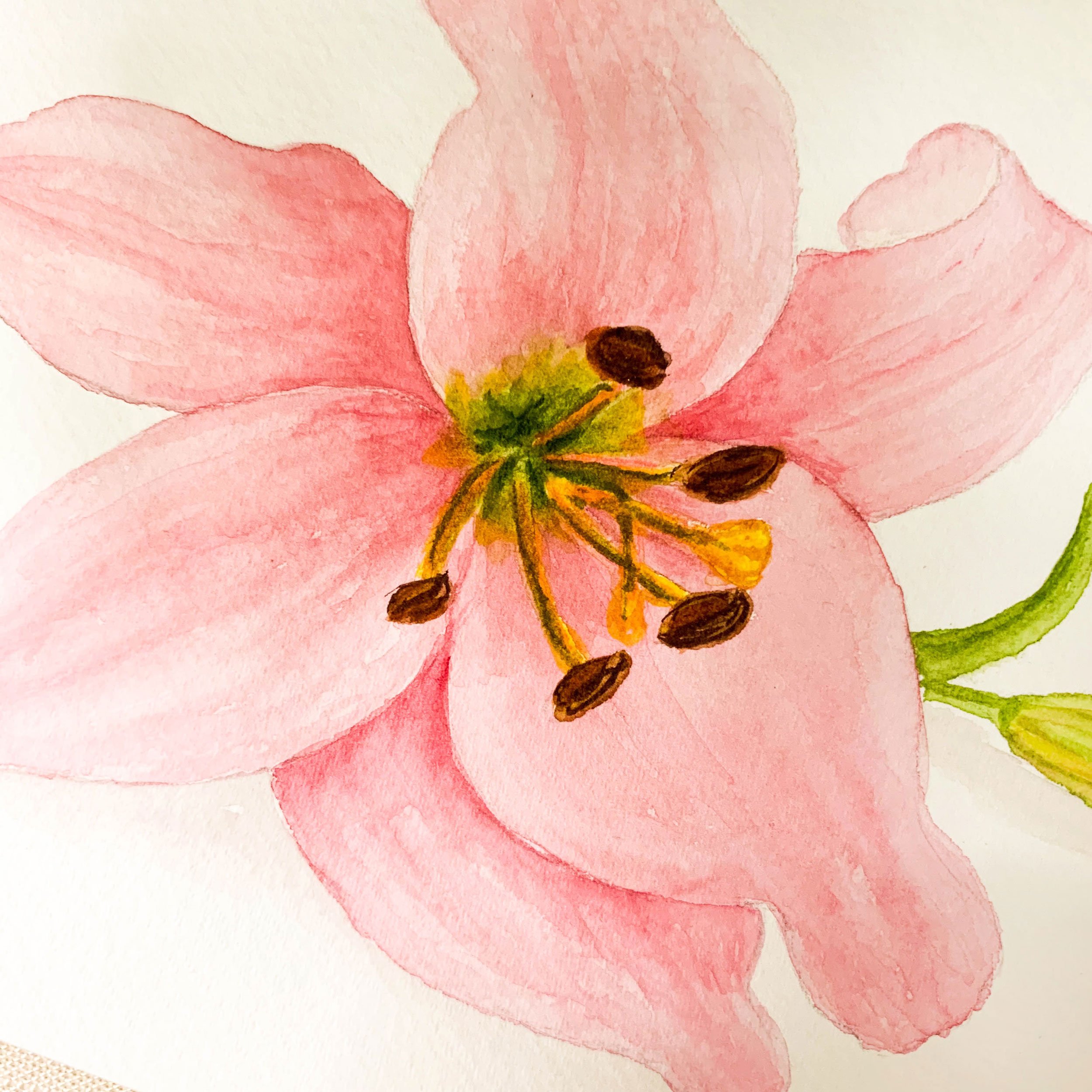 Pink Lily Original Watercolor Painting Detail