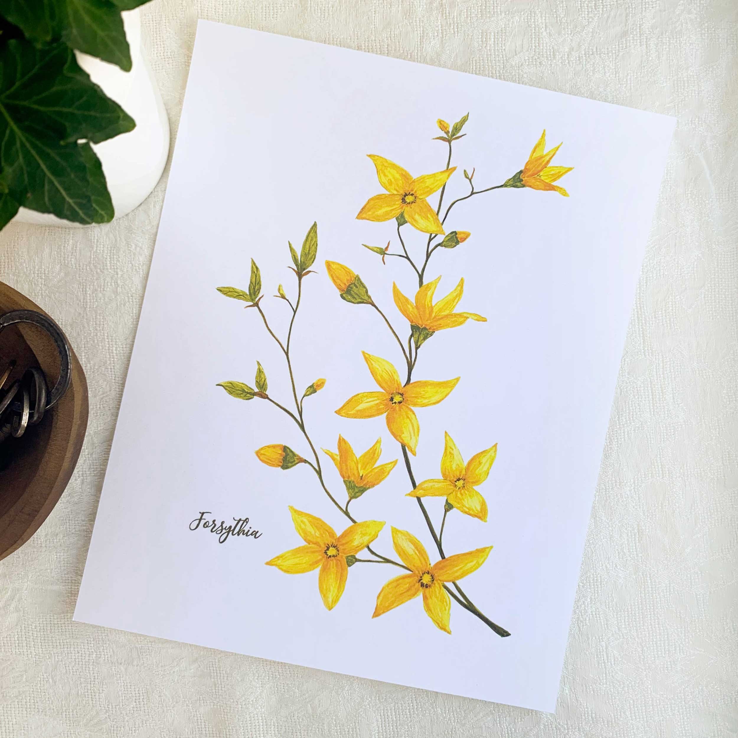 Forsythia Watercolor Art Print on 8 x 10 slightly textured paper.