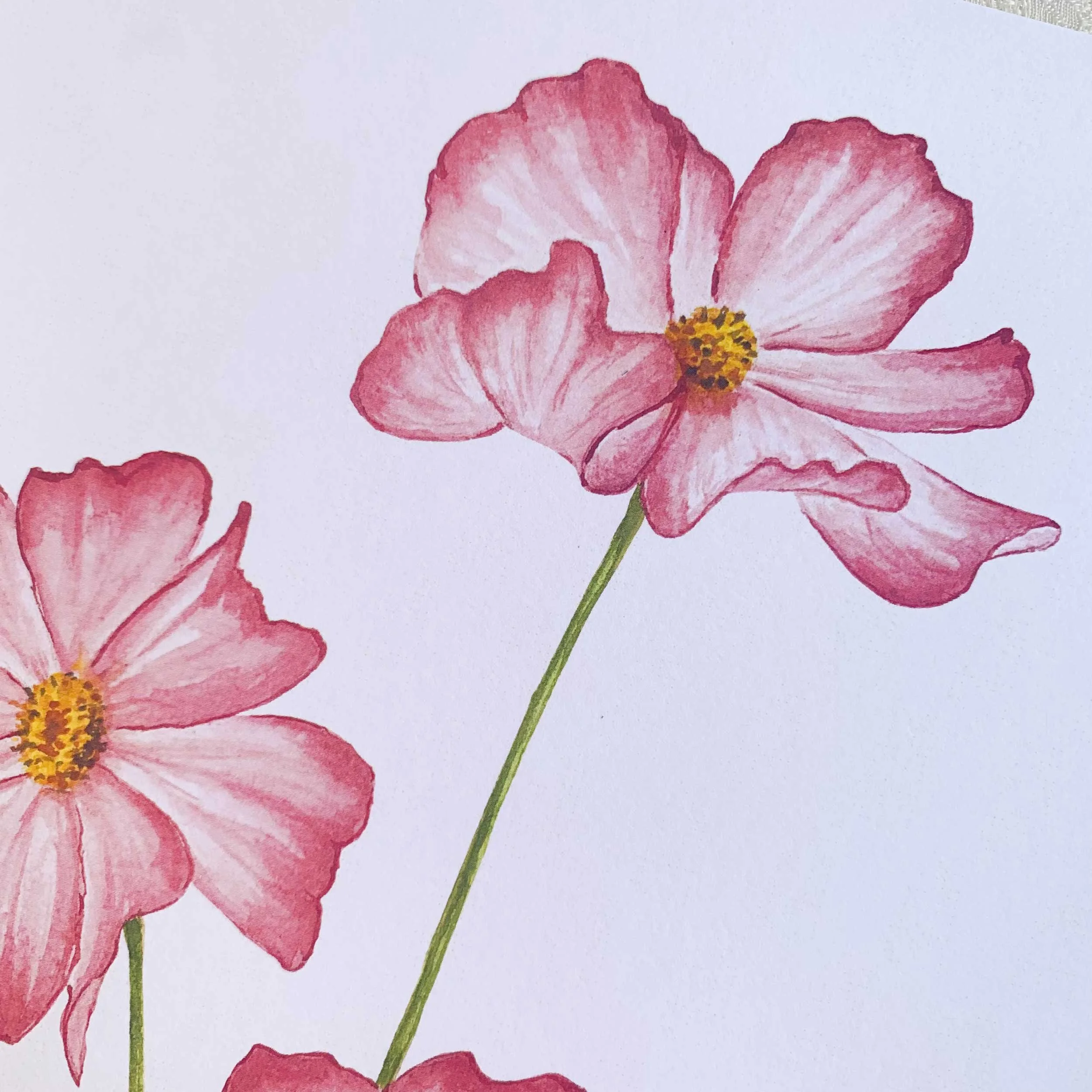 Pink Cosmos Watercolor Art Print 8 x 10 on slightly textured card stock.