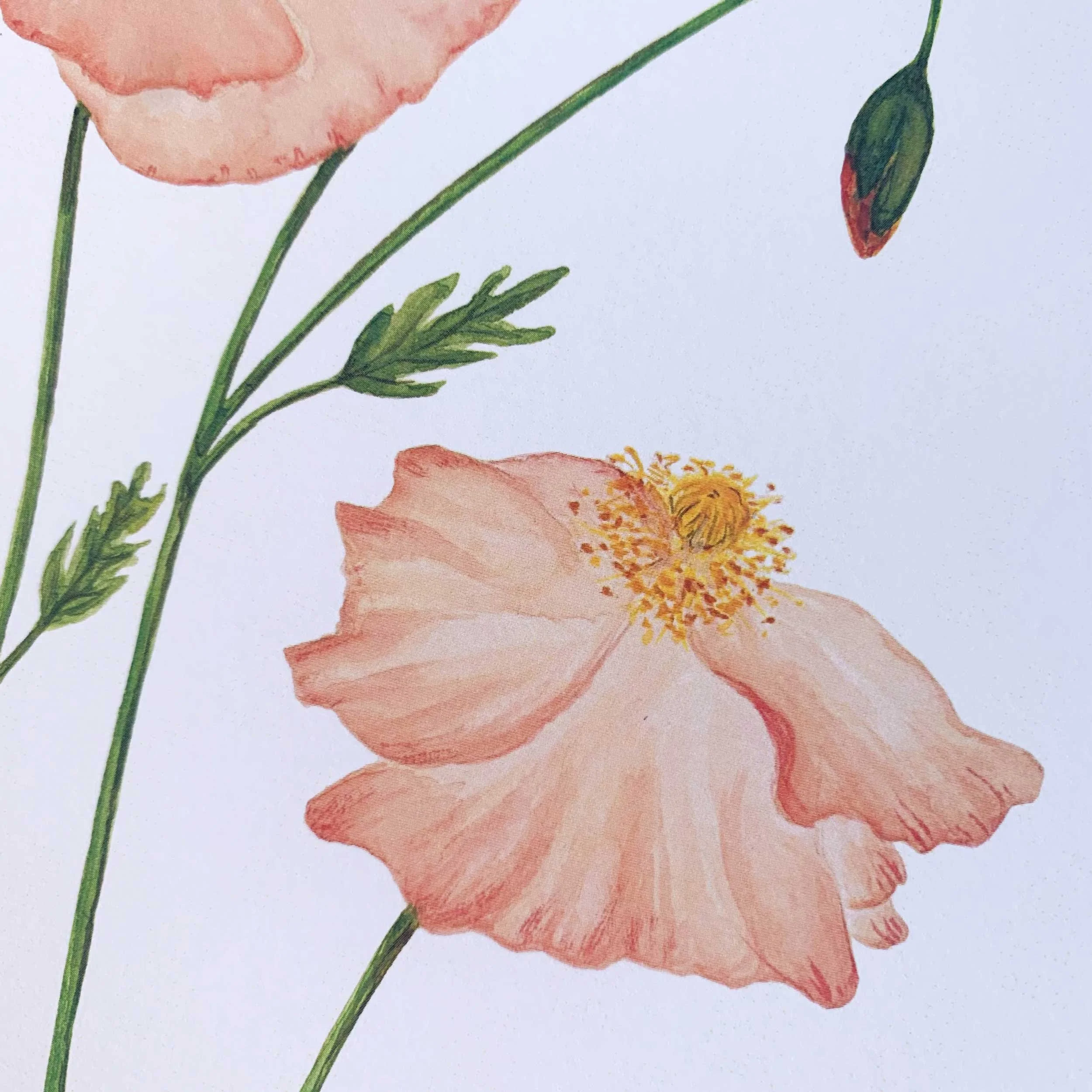 Orange Poppies Watercolor Art Print sized at 8 x 10 printed on 100 lb. slightly textured card stock