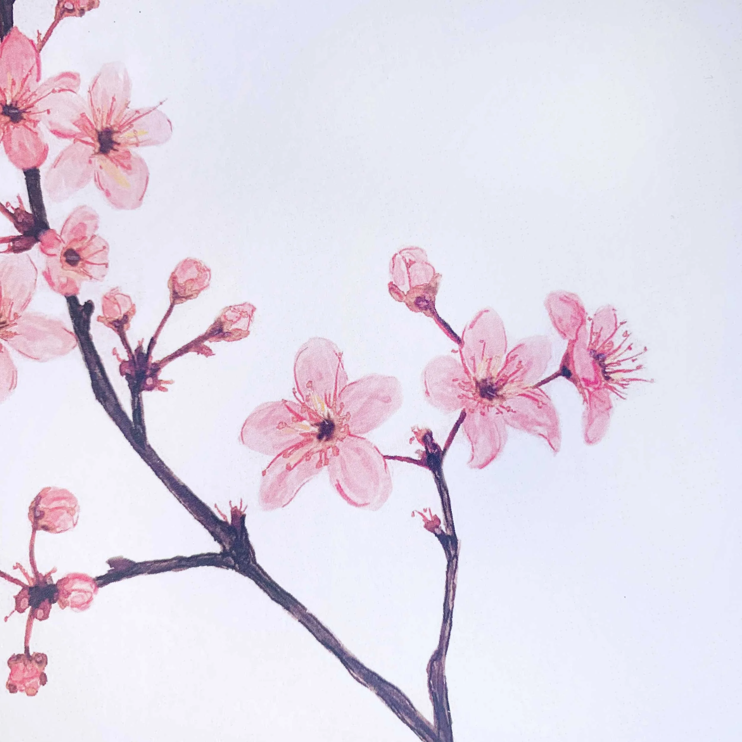 Pink Cherry Blossoms Watercolor Art Print, 8 x 10 on slightly textured card stock.