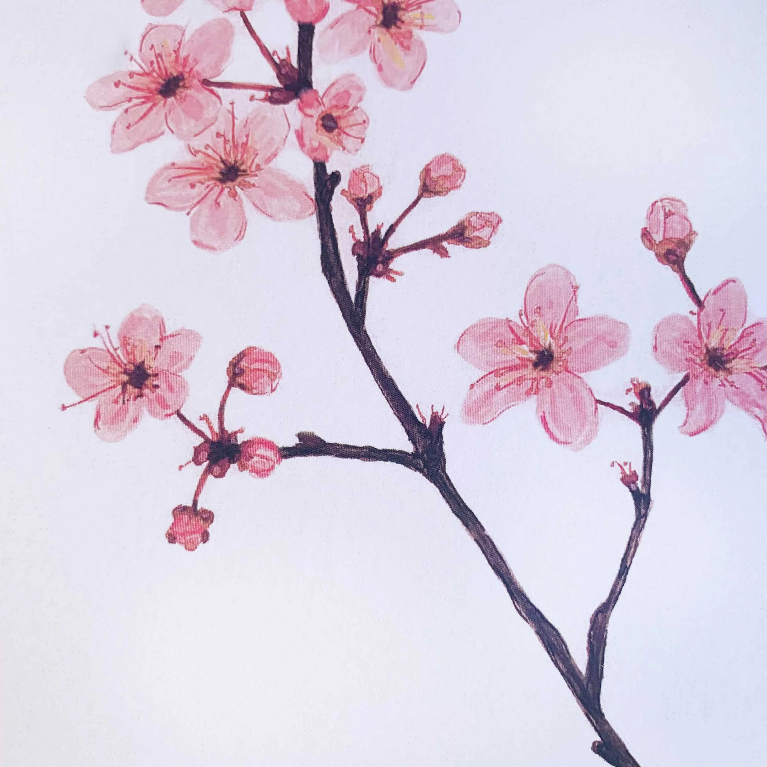 Pink Cherry Blossoms Watercolor Art Print, 8 x 10 on slightly textured card stock.