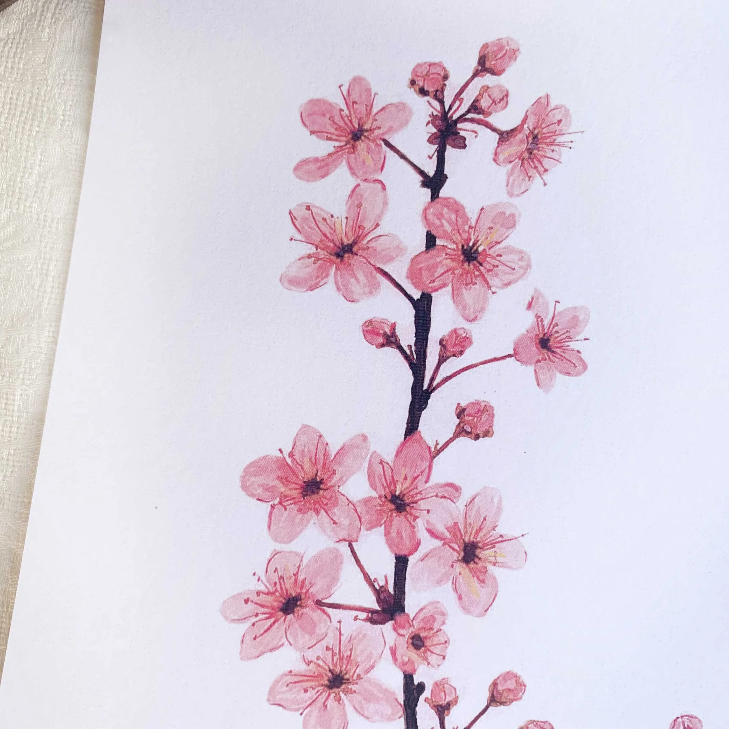 Pink Cherry Blossoms Watercolor Art Print, 8 x 10 on slightly textured card stock.