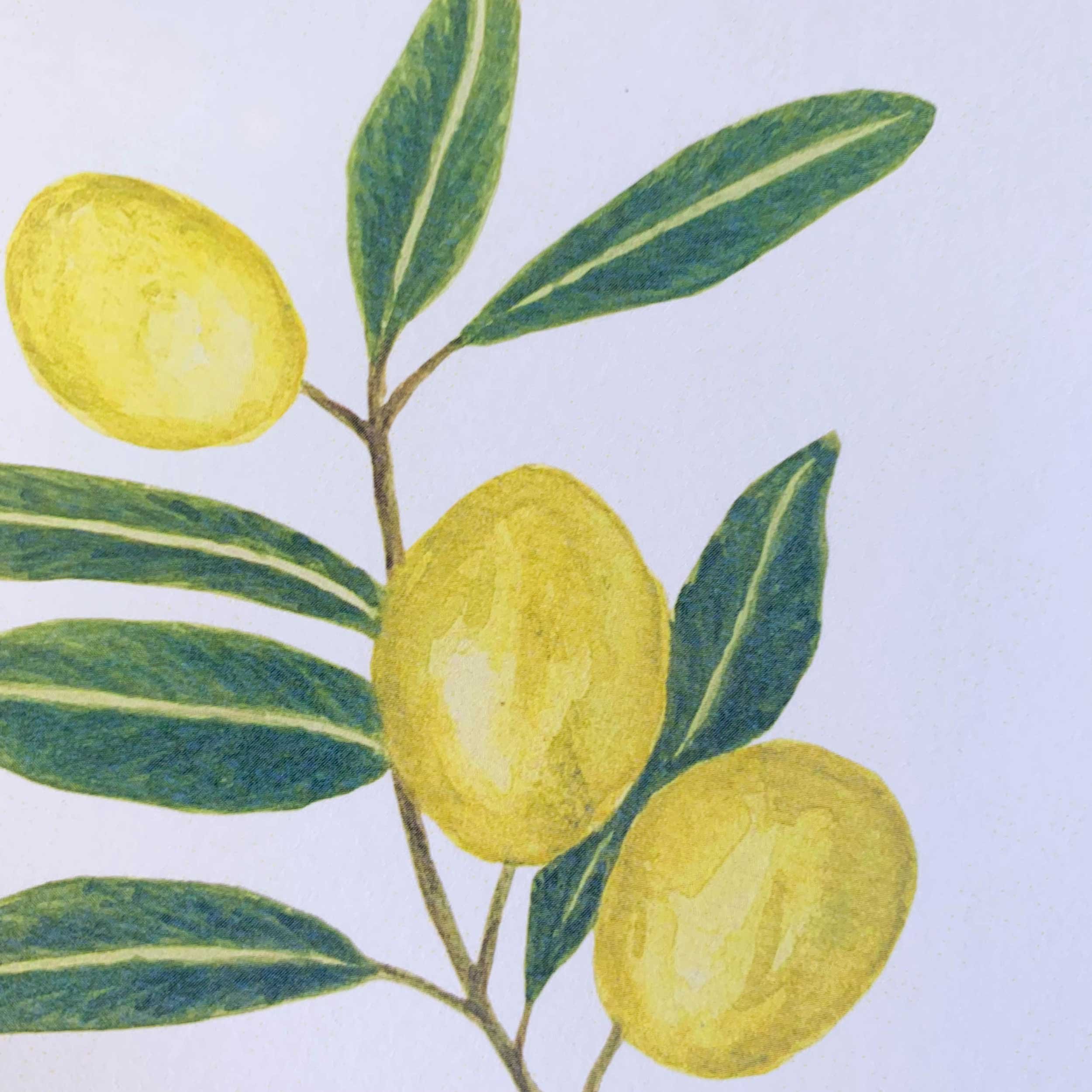 Green Olives Watercolor Art Print Set of 2 5 x 5 on slightly textured card stock