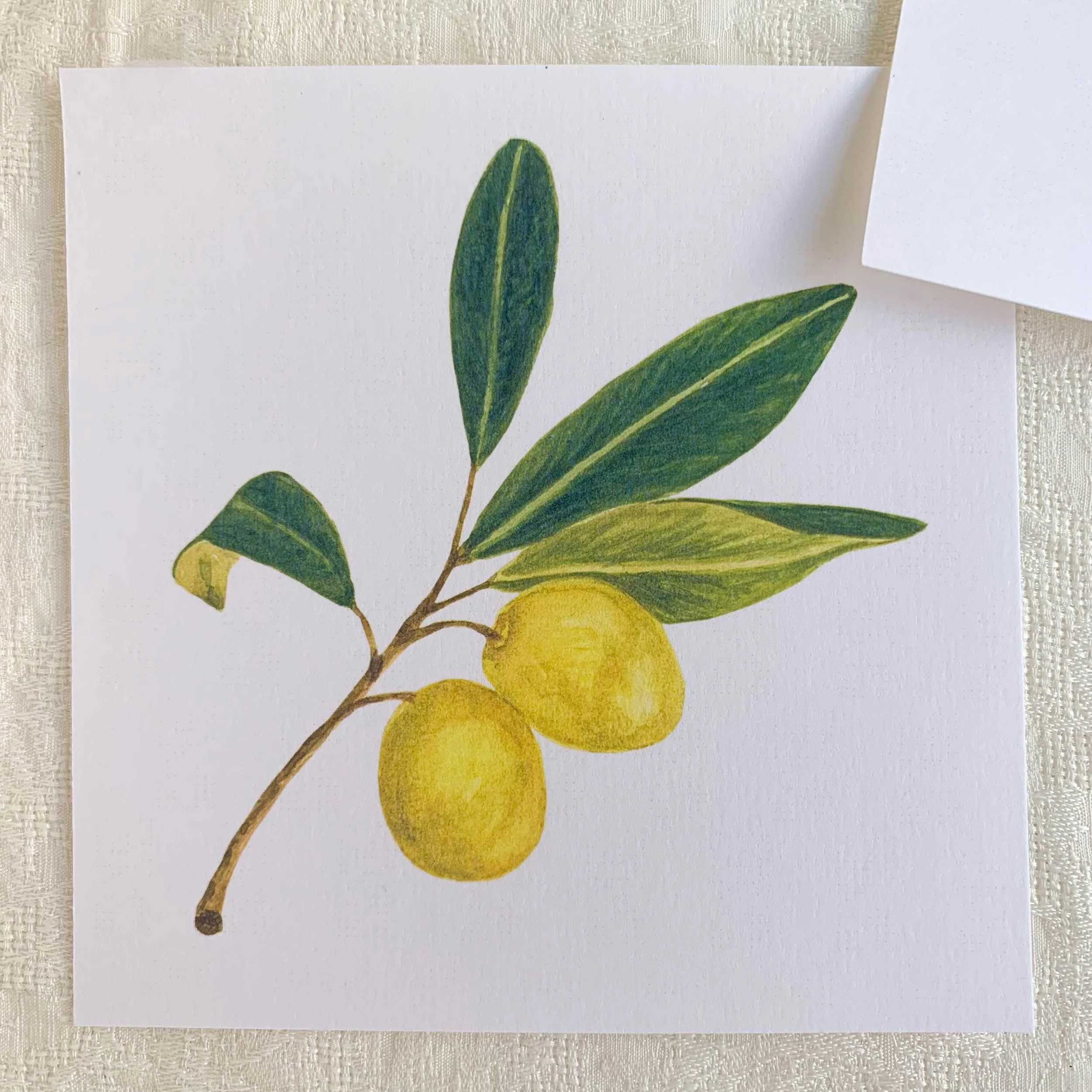 Green Olives Watercolor Art Print Set of 2 5 x 5 on slightly textured card stock