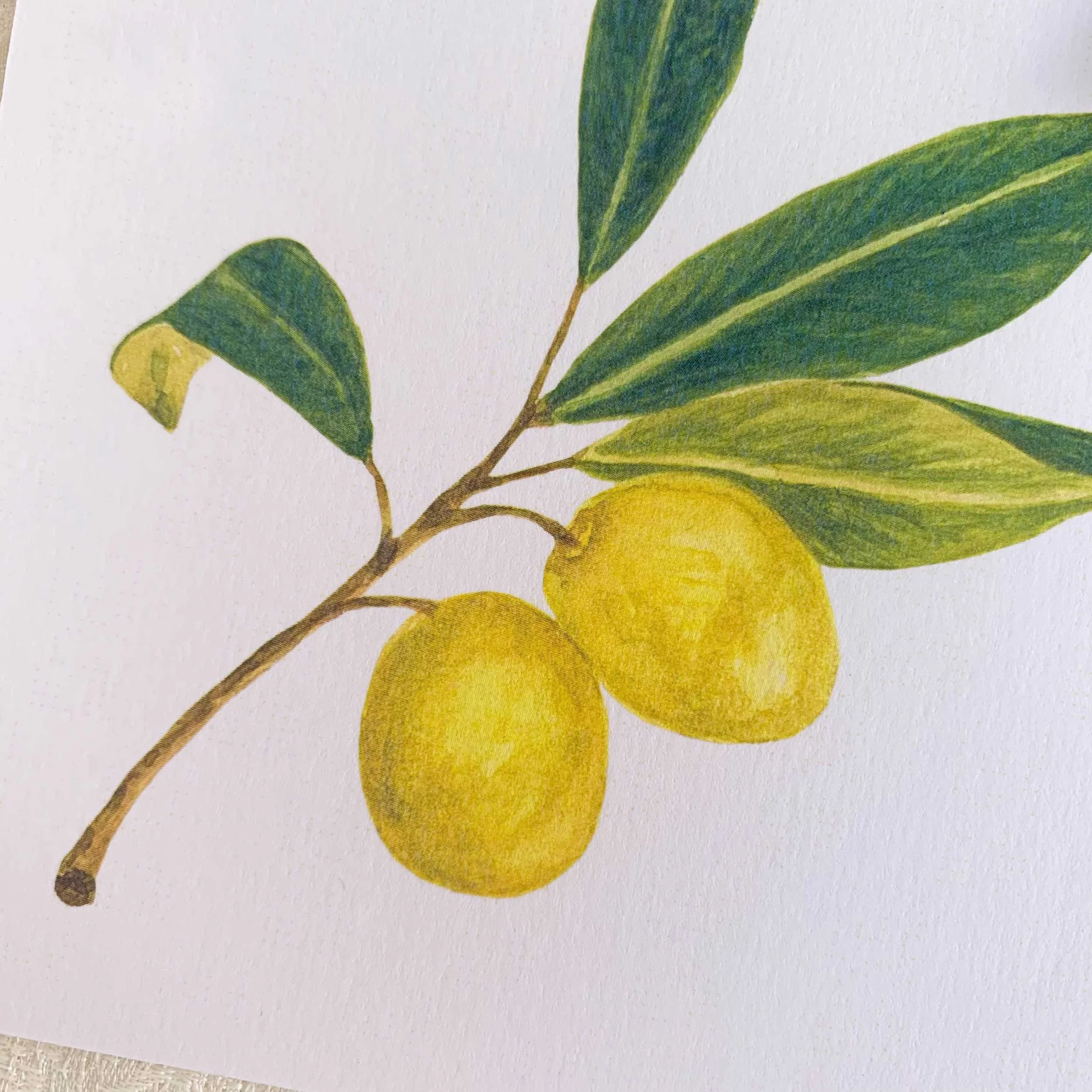 Green Olives Watercolor Art Print Set of 2 5 x 5 on slightly textured card stock