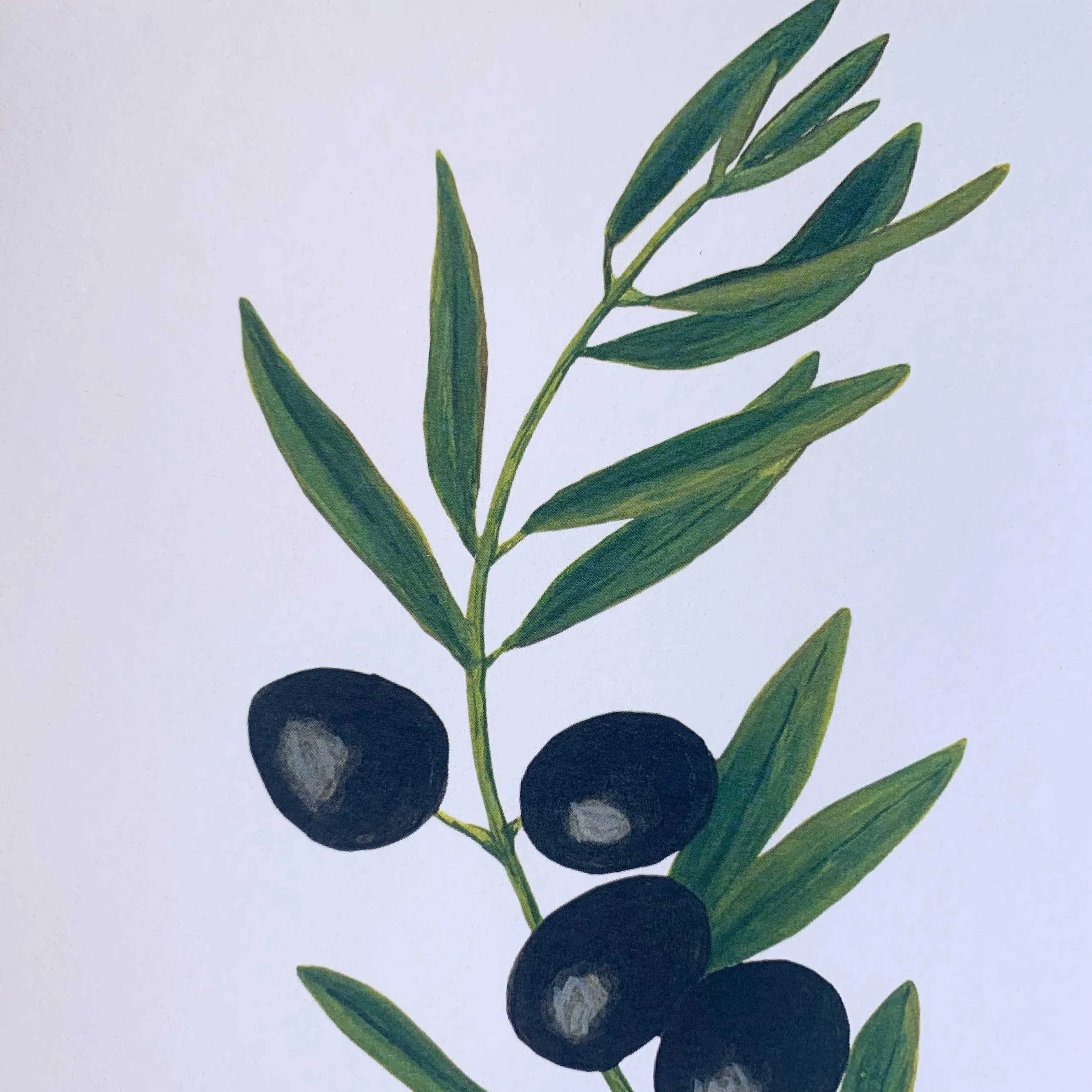 Black Olive Branch 8 x 10 art print on slightly textured card stock