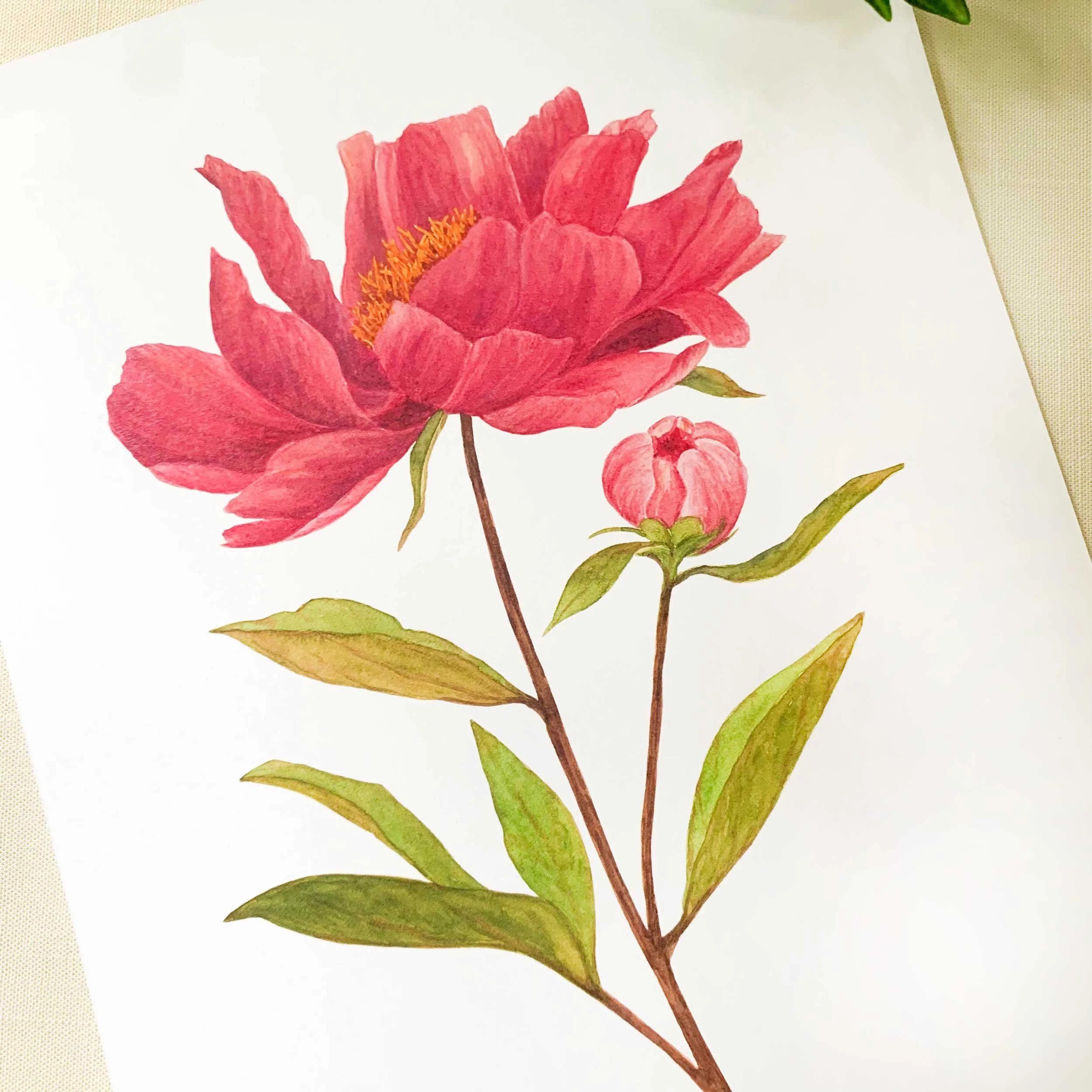 Pink Peony 8 x 10 Watercolor Art Print on 100 lb. slightly textured card stock.