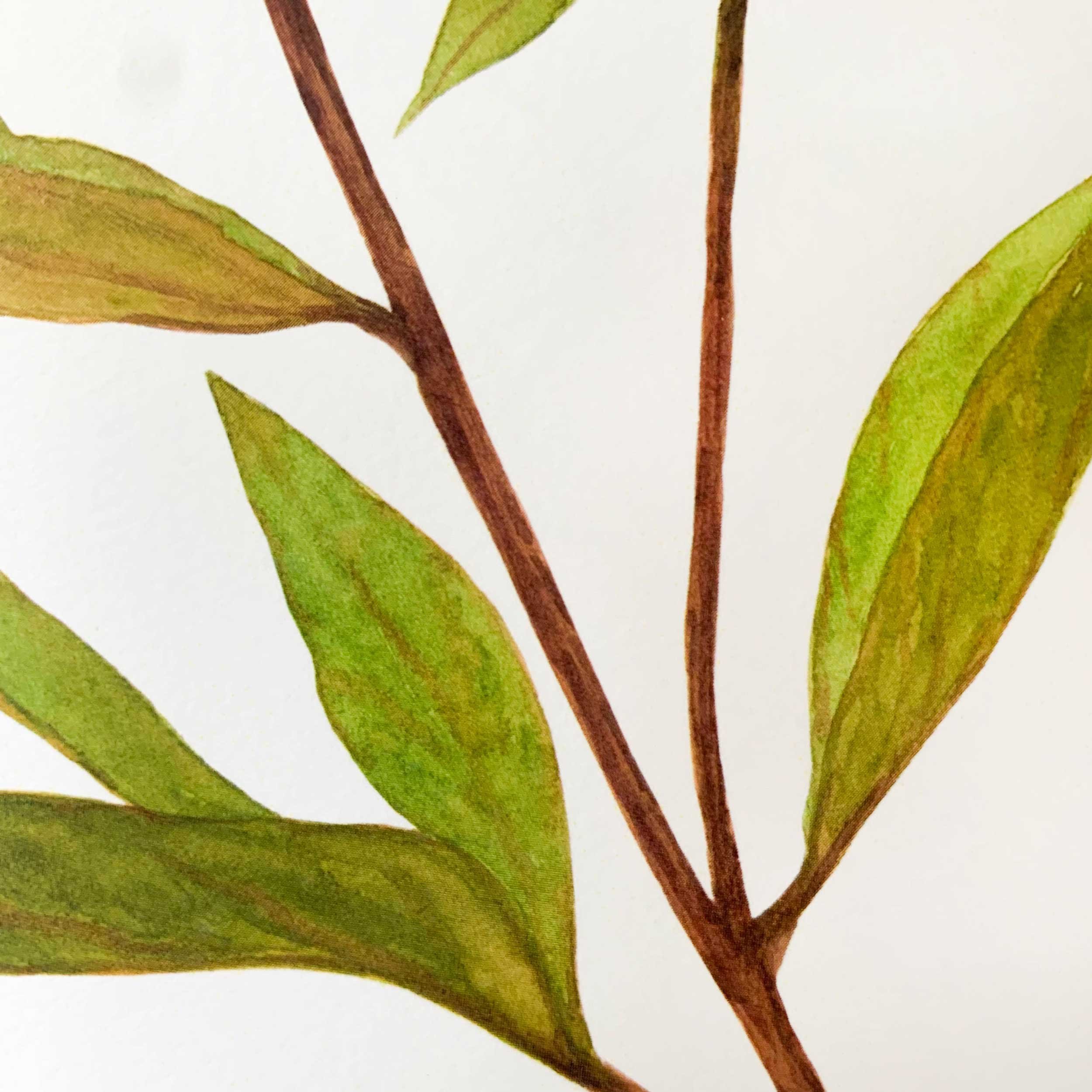 Pink Peony 8 x 10 Watercolor Art Print on 100 lb. slightly textured card stock.