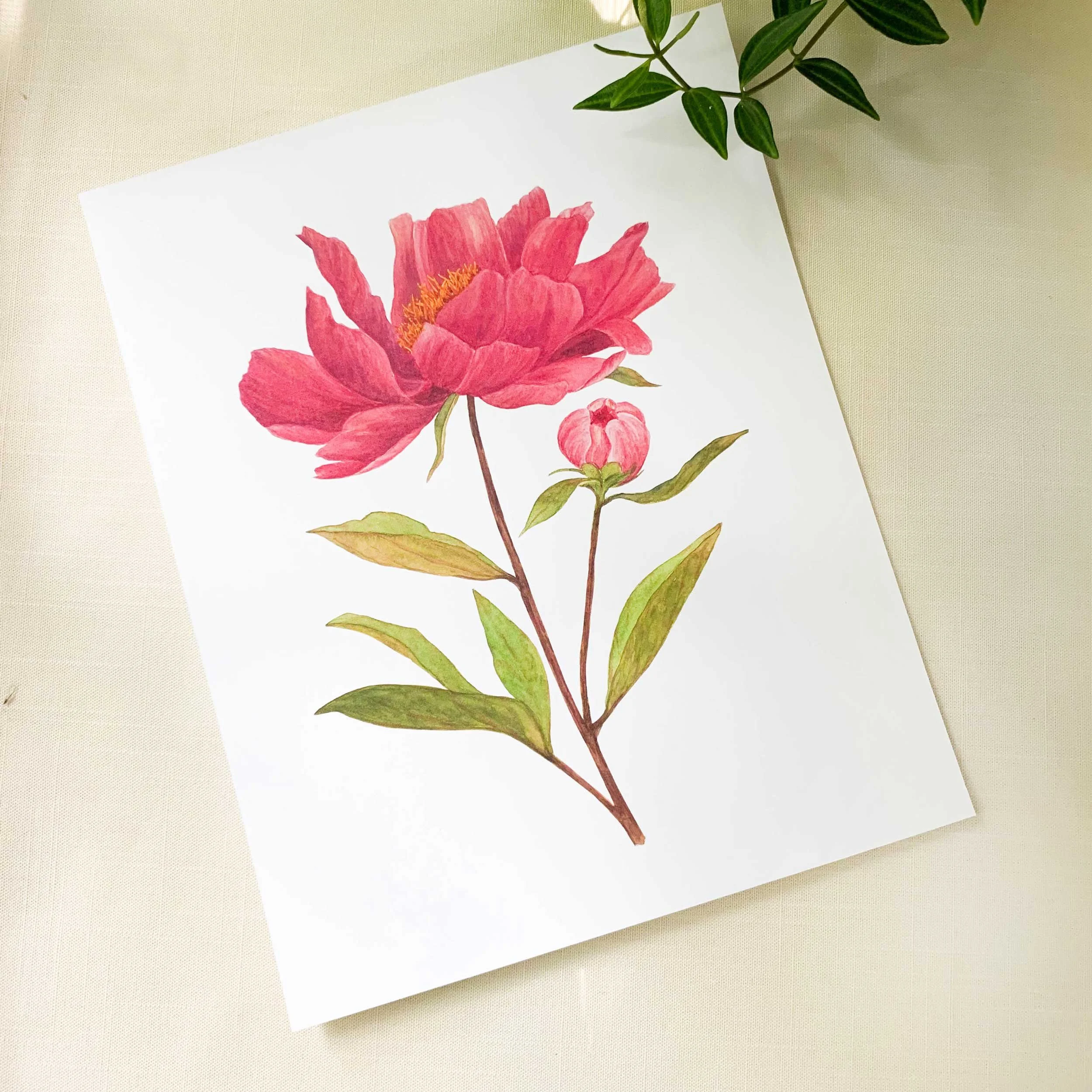 Pink Peony 8 x 10 Watercolor Art Print on 100 lb. slightly textured card stock.