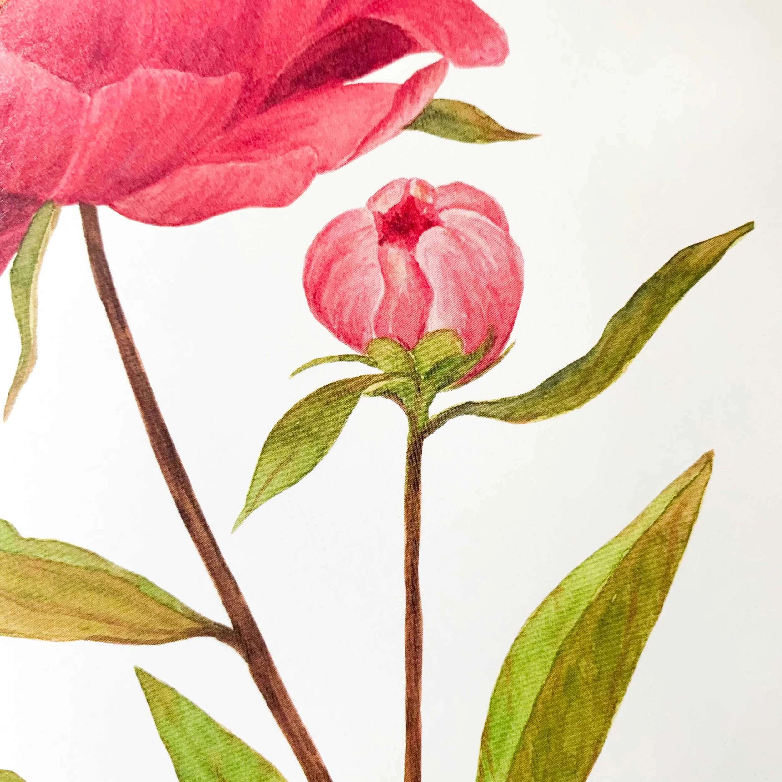 Pink Peony 8 x 10 Watercolor Art Print on 100 lb. slightly textured card stock.
