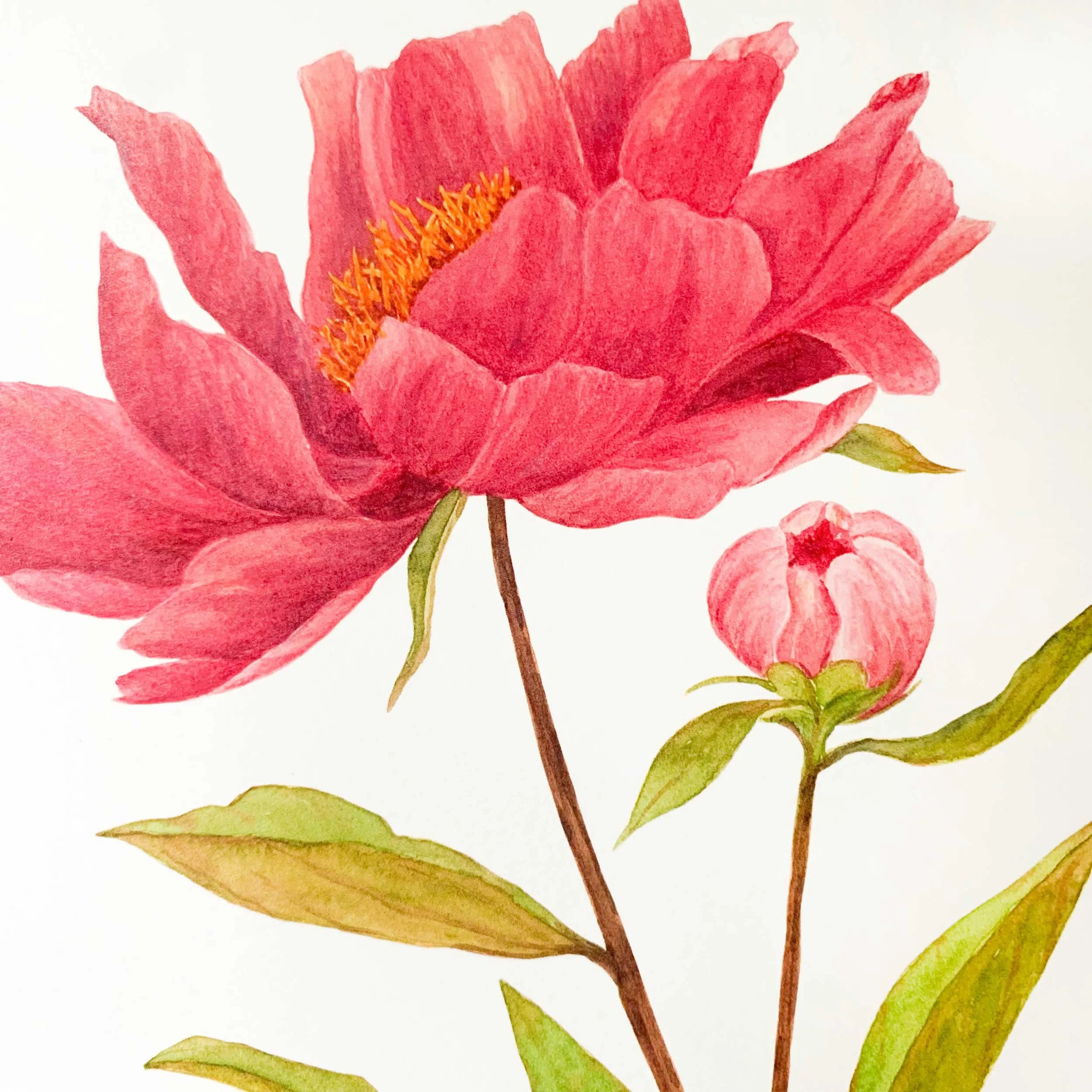 Pink Peony 8 x 10 Watercolor Art Print on 100 lb. slightly textured card stock.