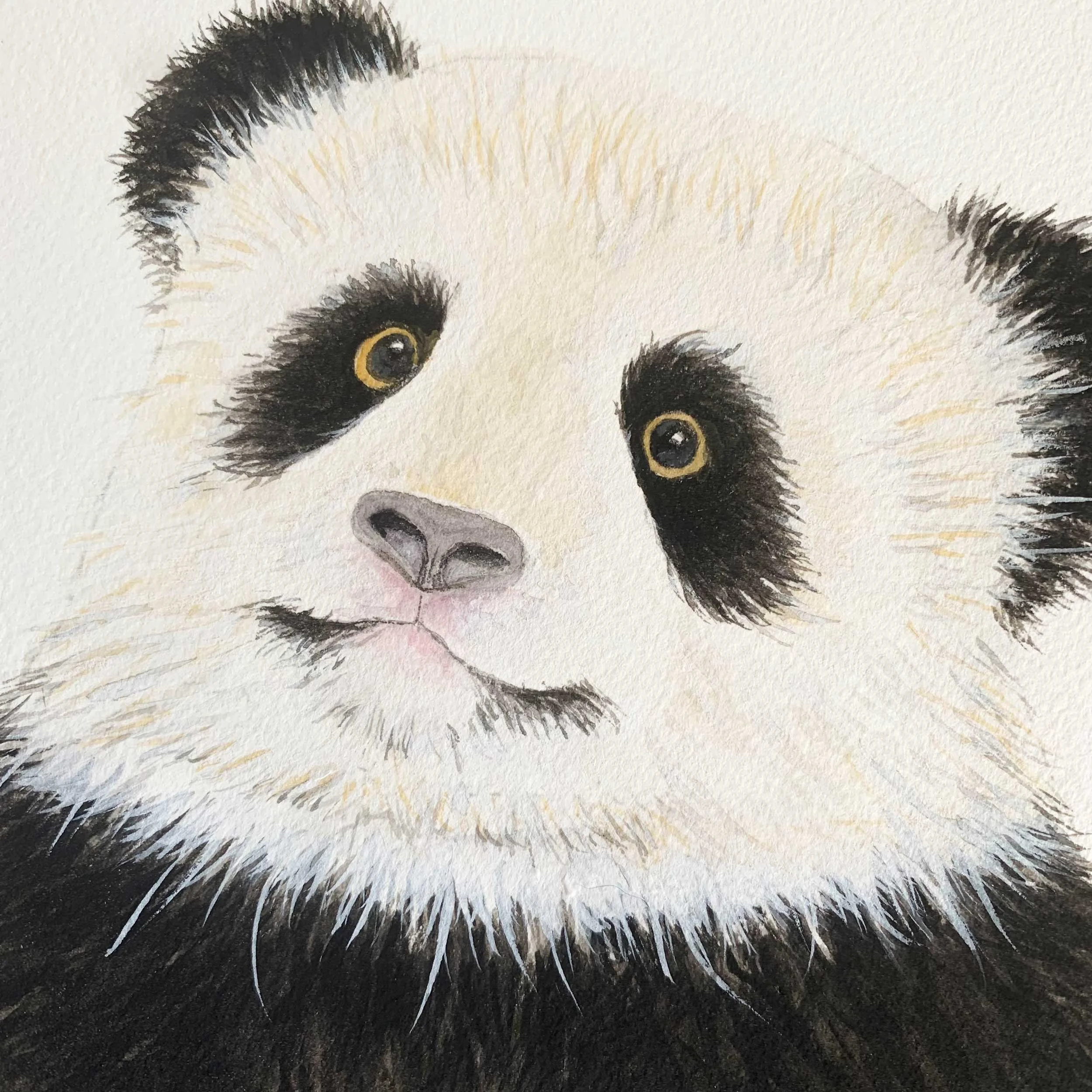 Baby Panda Original Watercolor Painting