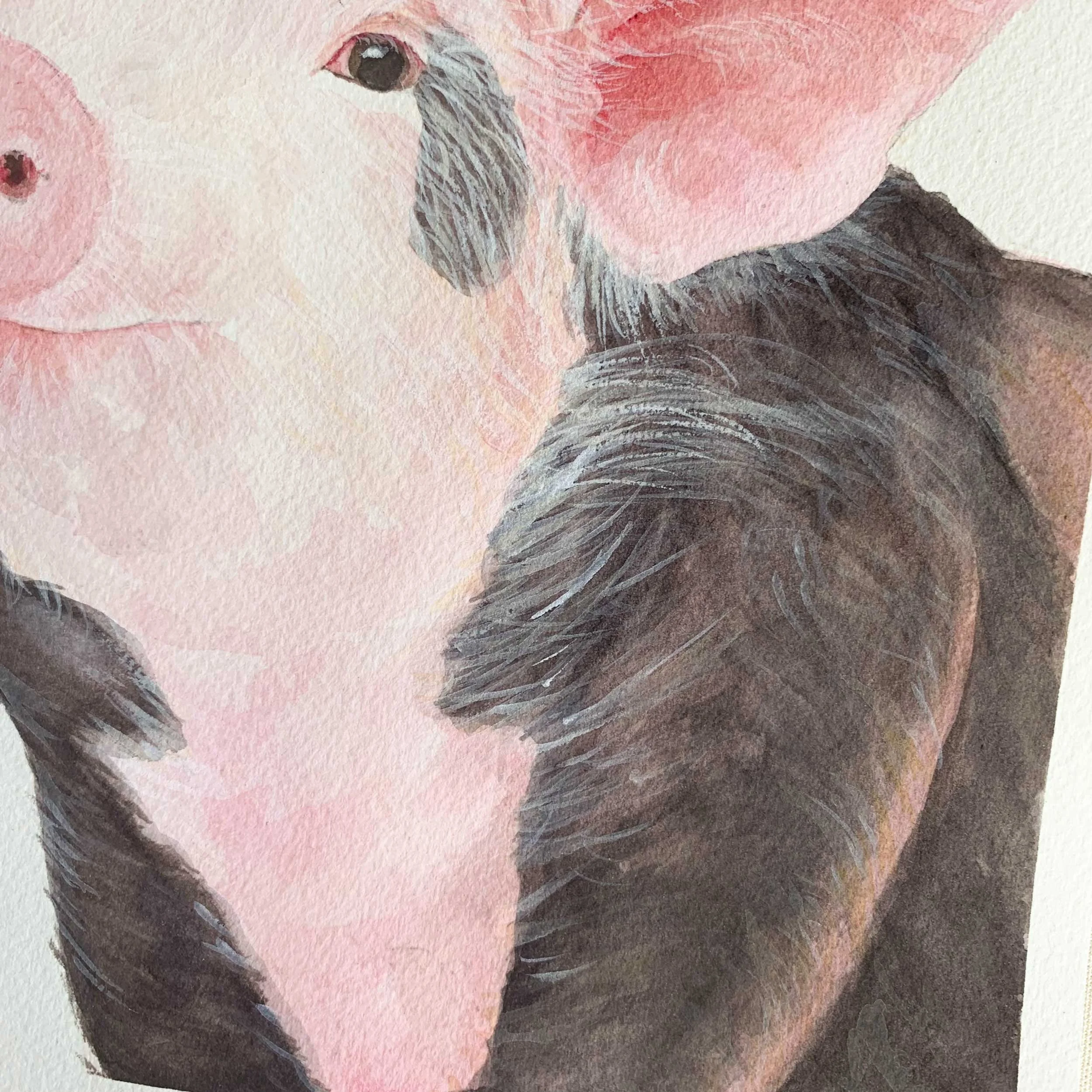 Baby Pig Original Watercolor Painting