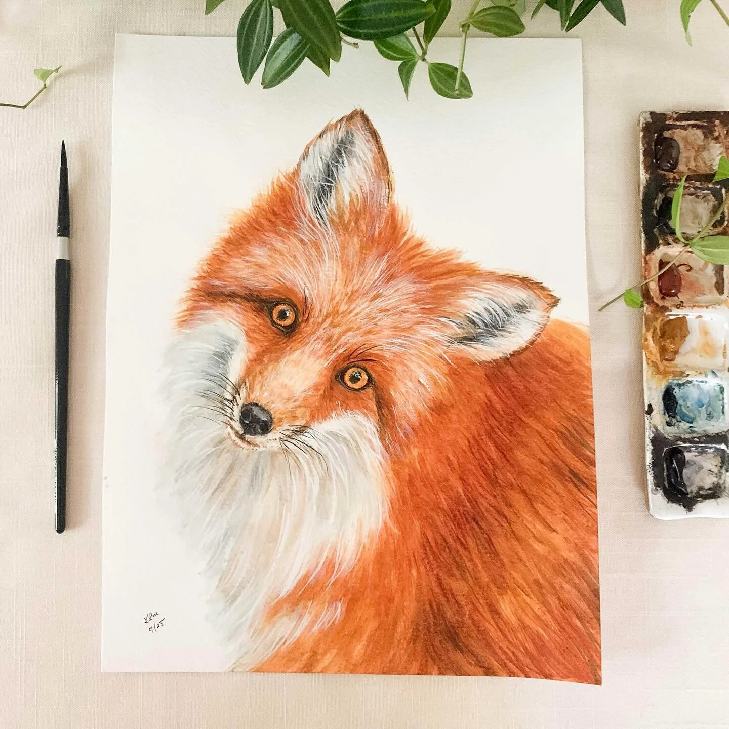 New painting, Red Fox with cute head tilt. Red foxes have amazing hearing. They can hear a mouse 100 feet away. Matching art print and stationery available this week..

#redfox #redfoxes #foxpainting #watercolorpainting #foxwatercolor #animalpainting