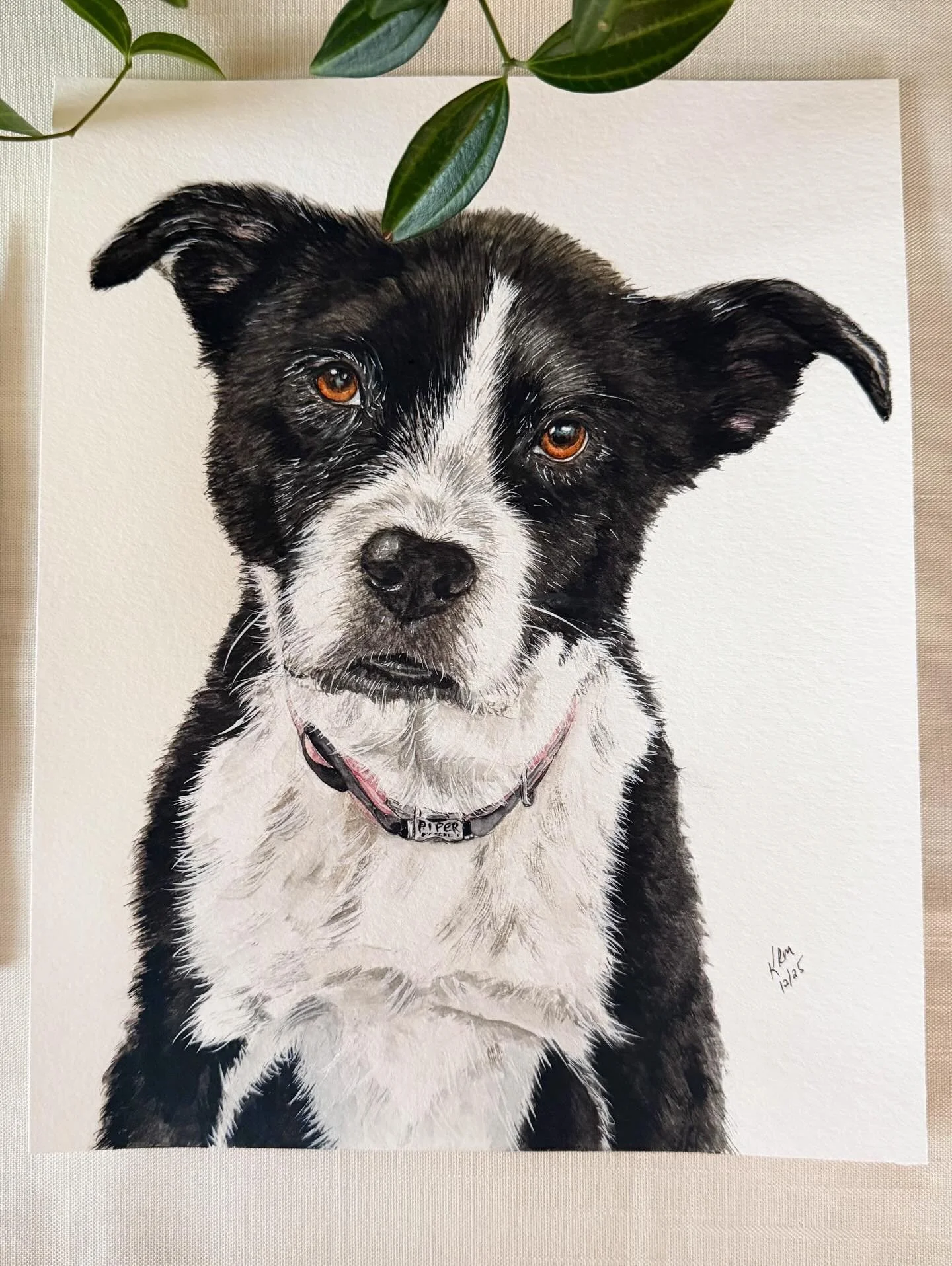 Meet Piper! Piper is a 14 year old mix breed. She is slowing down these days but has always liked to cuddle and be where the action is. She loves to lay in the sun and prefers the warm weather over the cold. She has brought so much joy to her family 