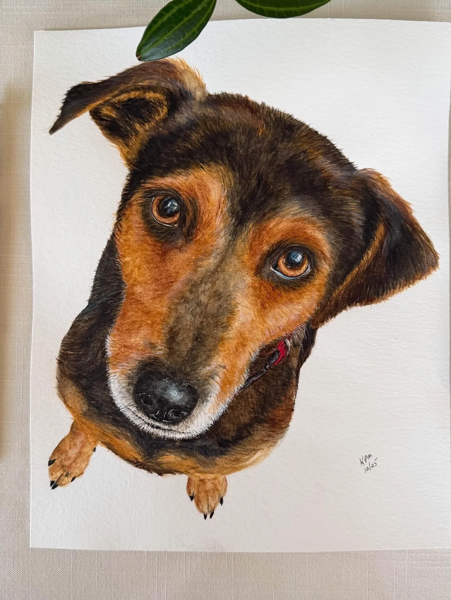 Meet Charlie! Charlie was a very lovable dog. He was a bit lazy with spurts of howling and excitement. His family adopted him later in his life and spent a good 4 years with him until he passed. He was stronger than his size suggested but gentle as c