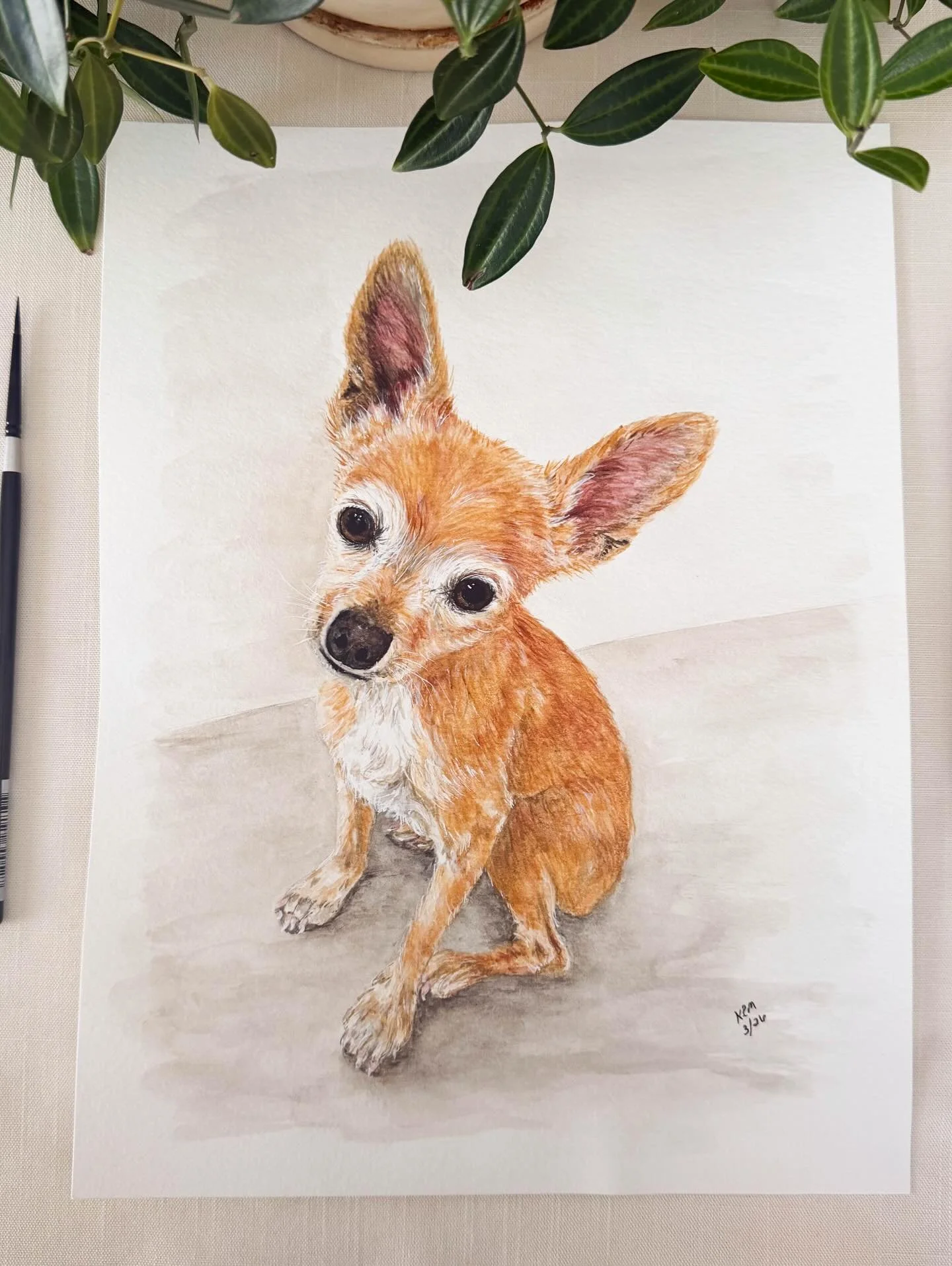 Meet Oliver! He was Frankie&rsquo;s brother. Oliver was tiny, but he was calm, confident and very curious. He was always trying to find a way out of the fenced yard or the house so he could go explore the world. Oliver traveled to more cities than hu