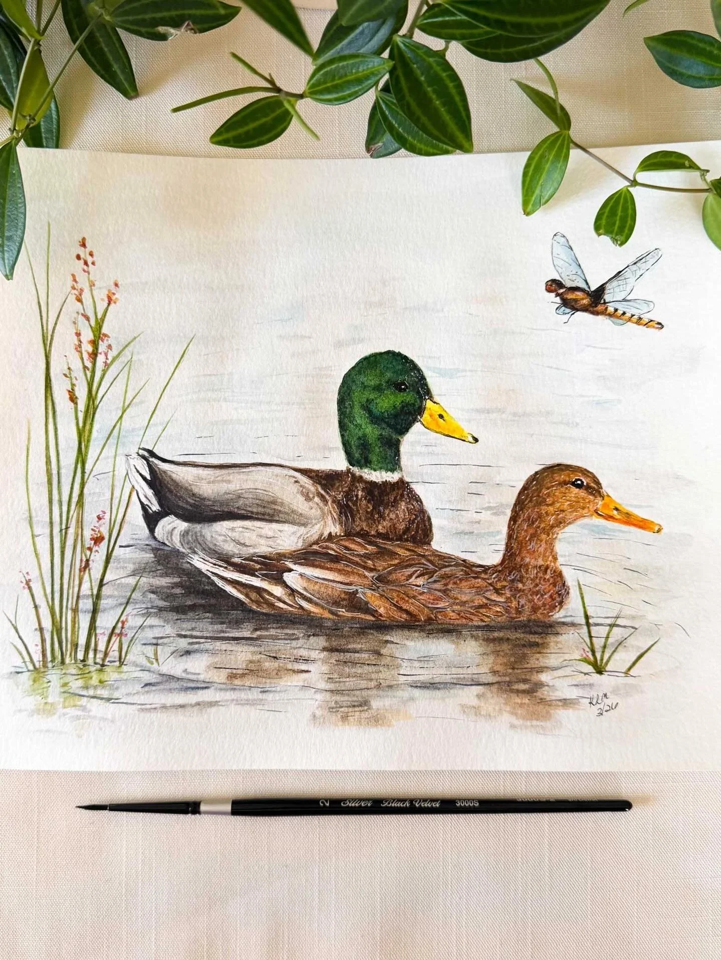 We have this lovely marsh down the road that is always active with wildlife. In the past I have watch the beavers, turtles, an occasional heron, and even a bobcat. Lately there has been a mallard duck couple that I have been watching for the past few