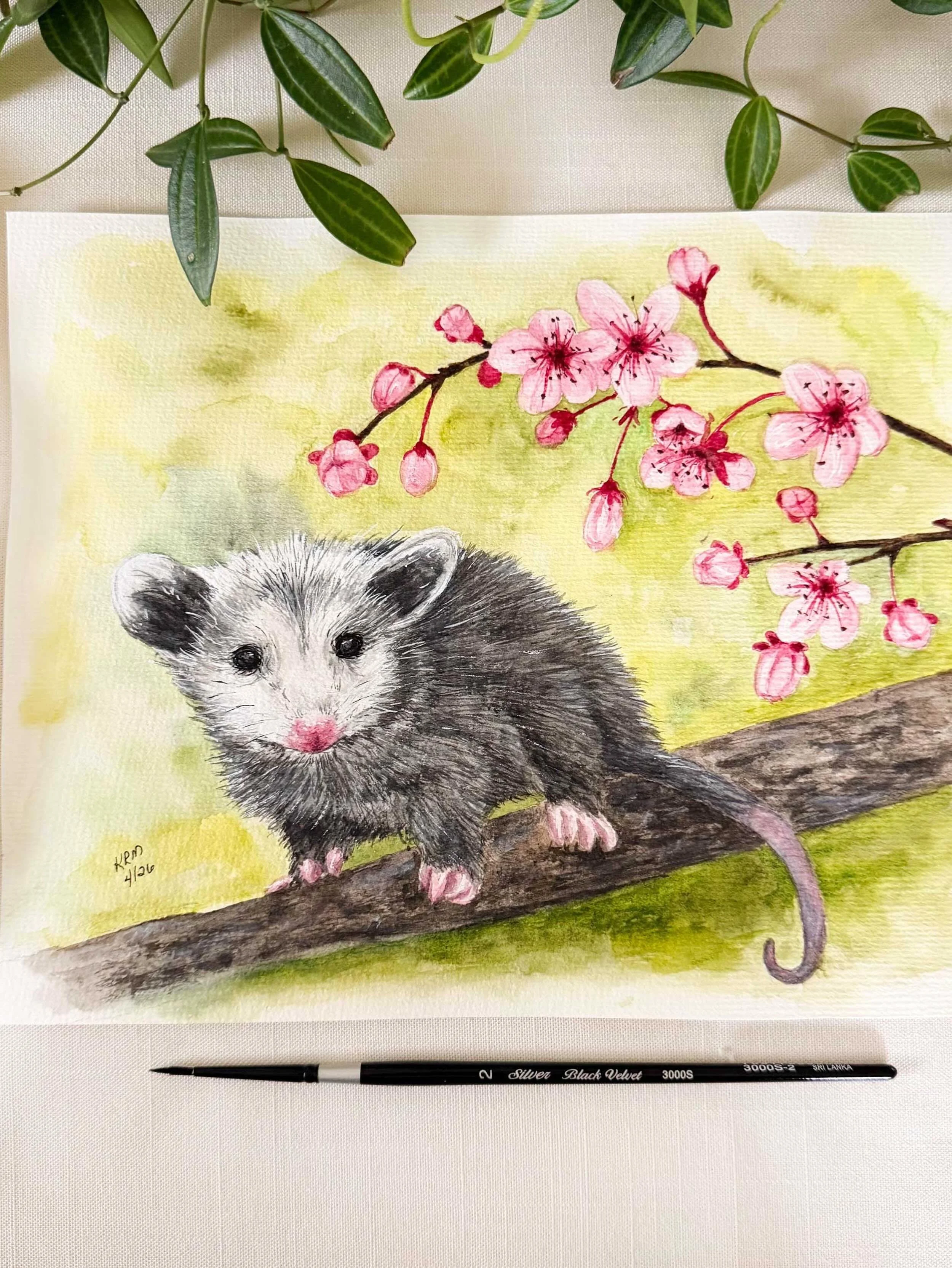 Since late winter, early spring, we have had this opossum visiting our front walkway at night. Our ring camera catches him every couple days just walking around. Maybe looking for food or a friend? It was a bit on the smaller side in the beginning an
