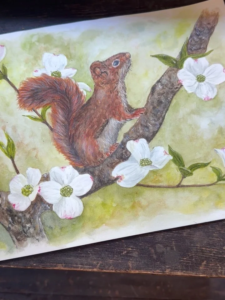 Finally finished my Red Squirrel. We occasionally get them in our yard. They are so cute with a rich brown color. They are smaller than a gray squirrel and larger than a chipmunk.
#redsquirrel #watercolorpainting #inspiredbynature #animalpaintings #w