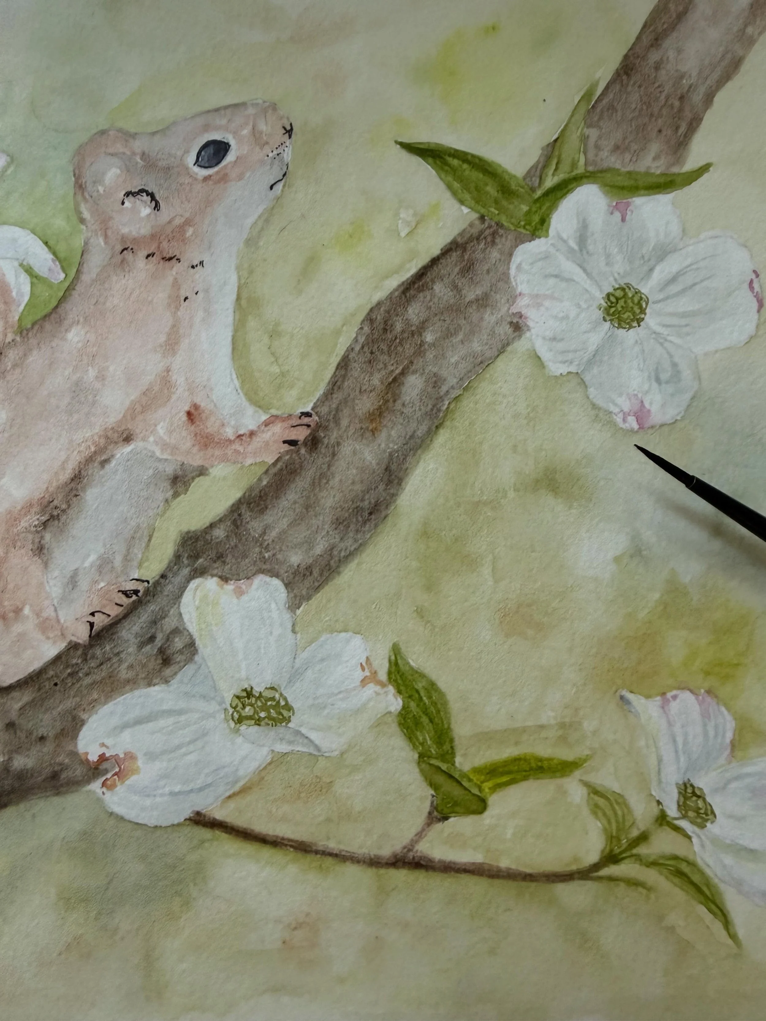 Hoping to try and finish this red squirrel today.
What are your plans for the day?
#watercoloranimals #redsquirrel #wip #watercolorartist #squirrel