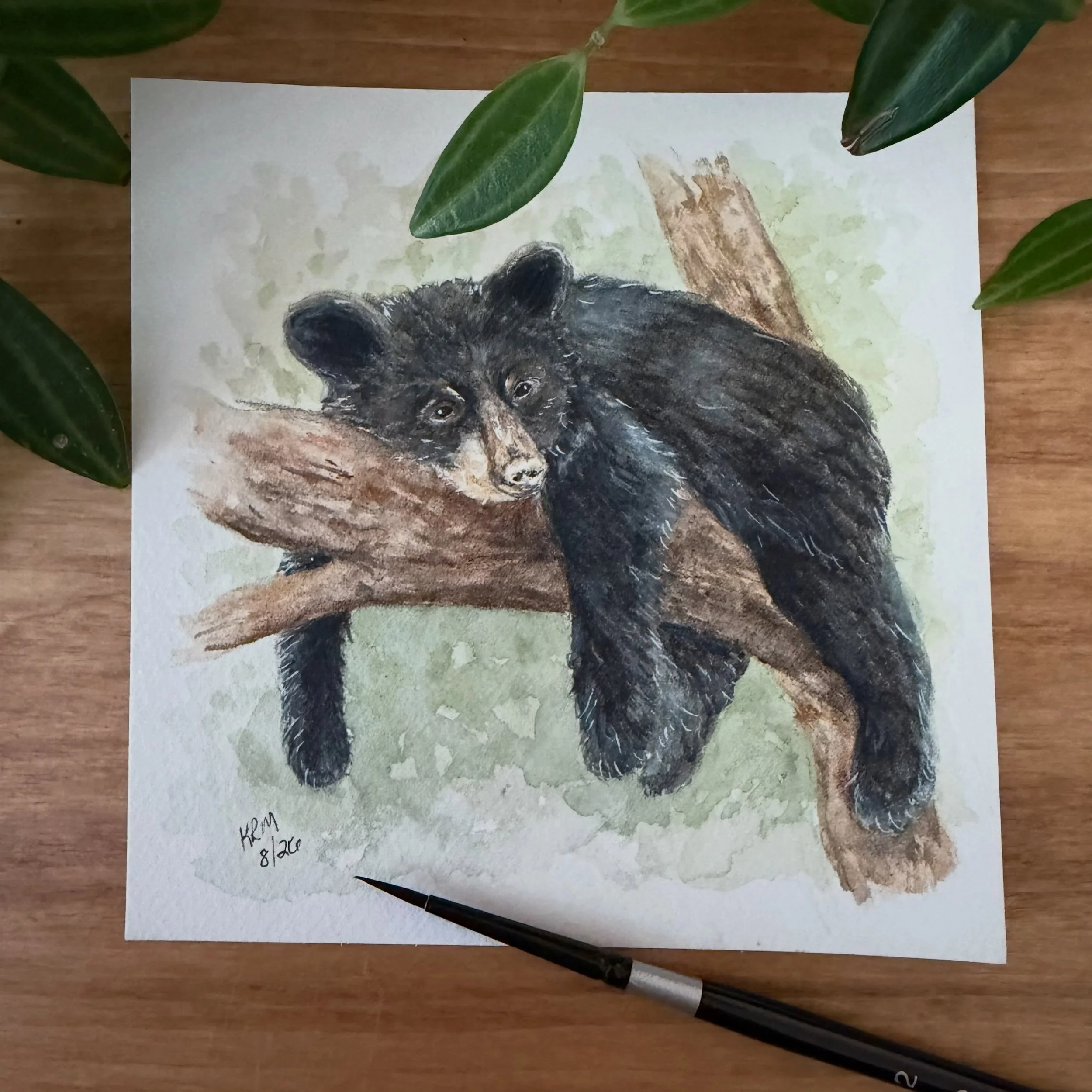 Finally got around to painting again. With the kids home this summer I just have not had the time. Cute little black bear cub hanging out in a tree.
#blackbear #watercolorpainting #bearpainting #cuteanimals #watercolorillustration