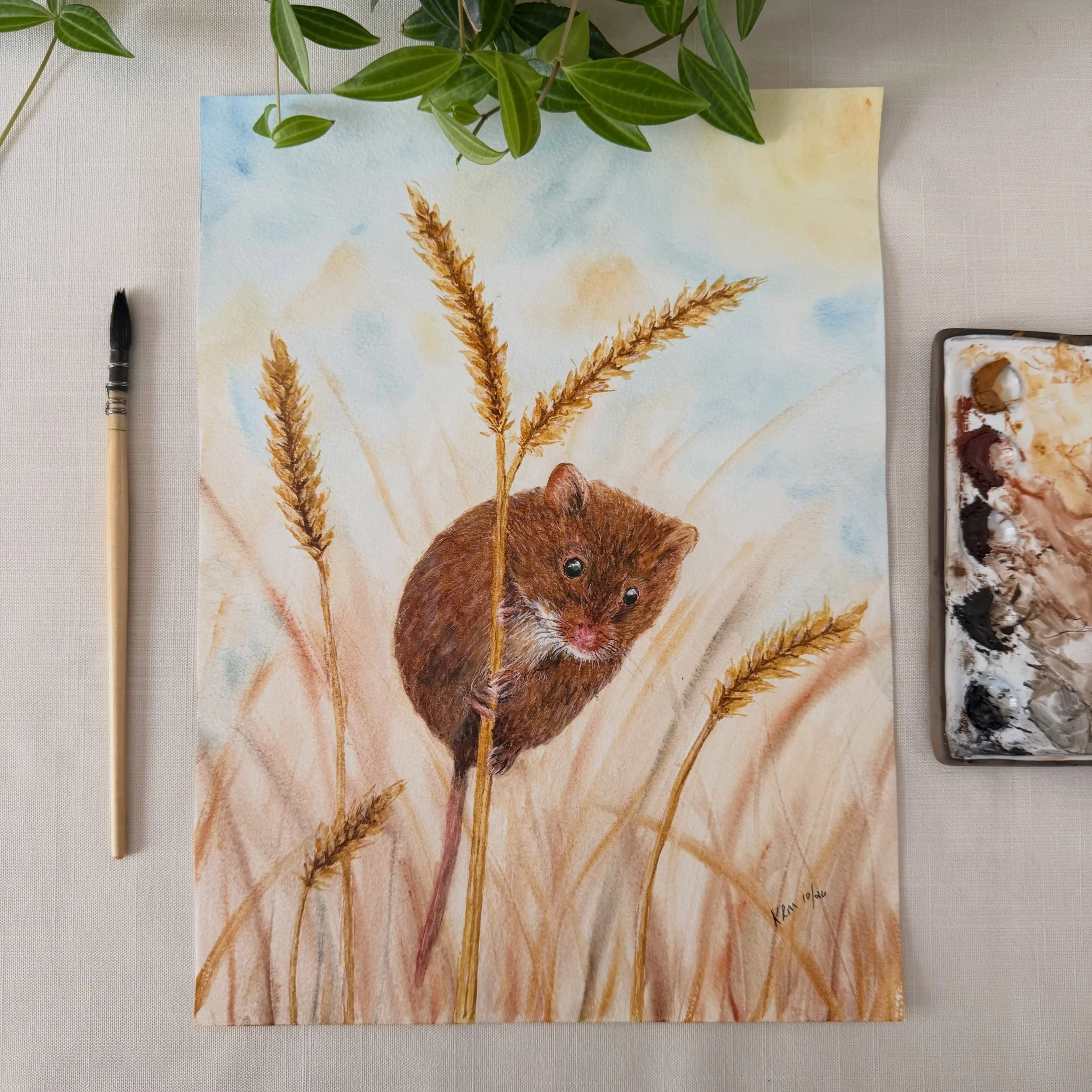 A cute field mouse is the next painting in my new autumn collection. Also know as deer mice, they like to sneak into our houses during the late autumn and winter.
#mousepainting #watercolorillustration #cuteanimals #artinspiredbynature #watercolorart