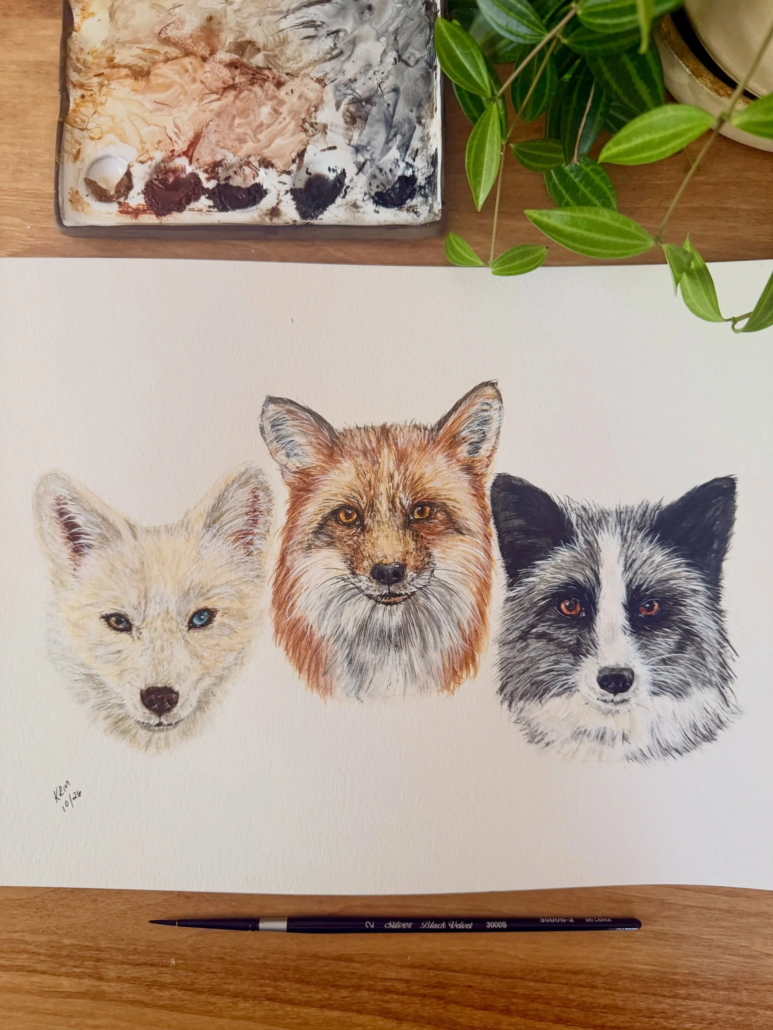 My oldest daughter talked me into entering a T-shirt design contest for @saveafox_rescue. This was the painting I came up with for my design. I wanted to feature an assortment of the different foxes they care for at the rescue. If you have never hear