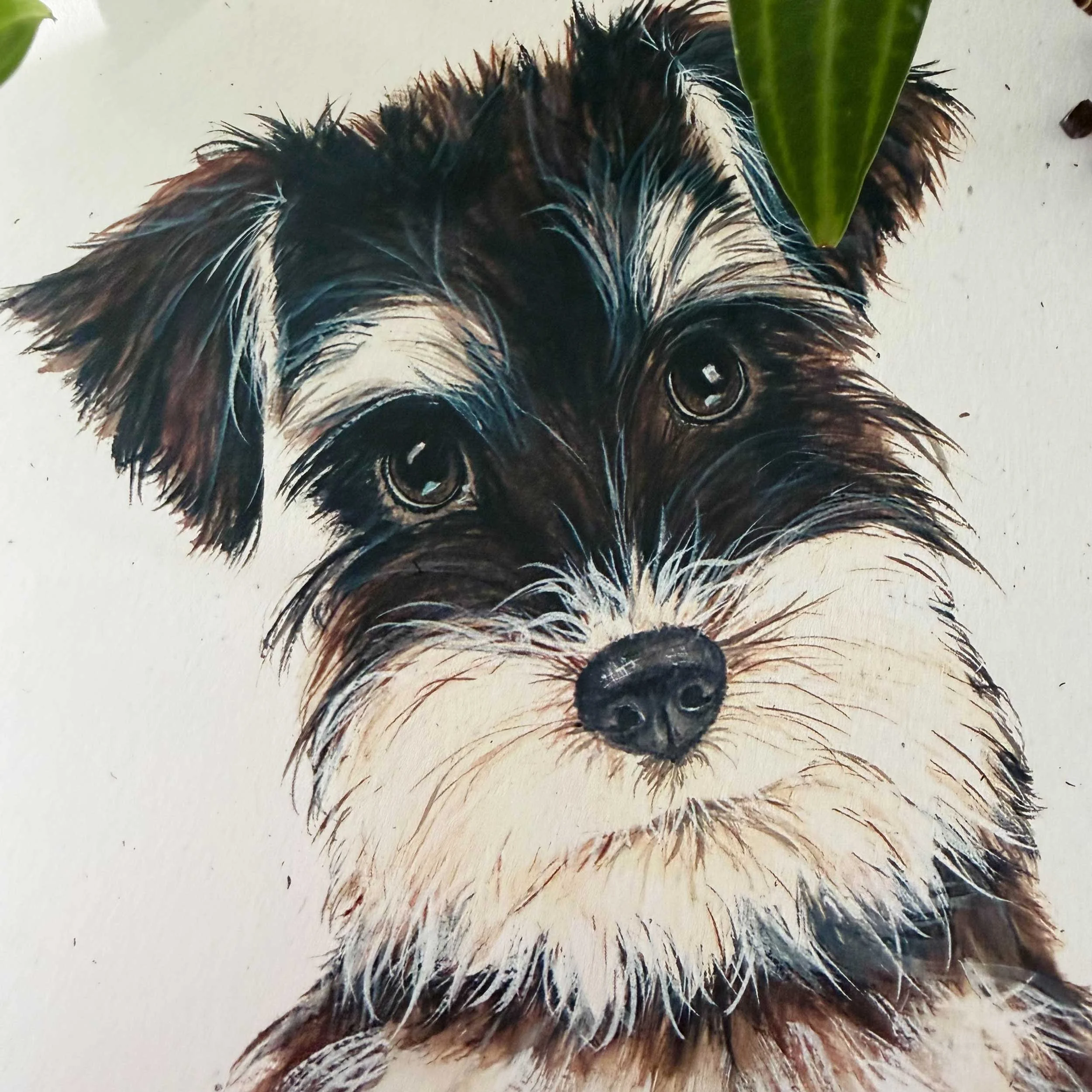 Miniature-Schnauzer-greeting-card_3.jpg