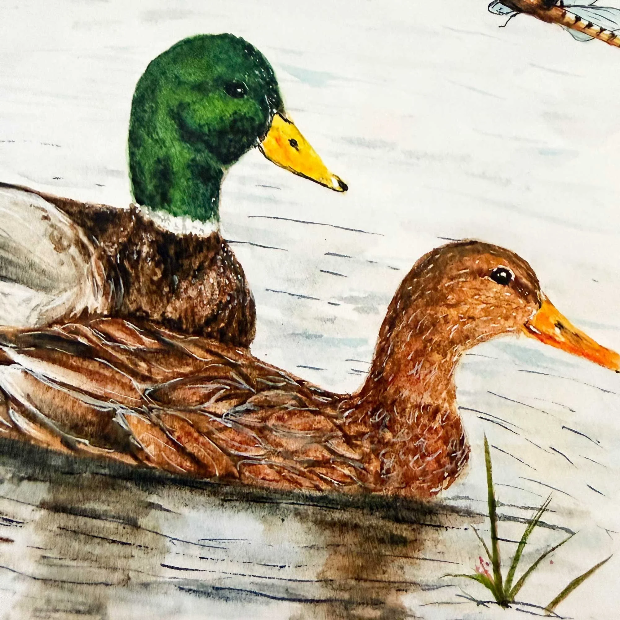 Mallard-couple-art-print_6.jpg