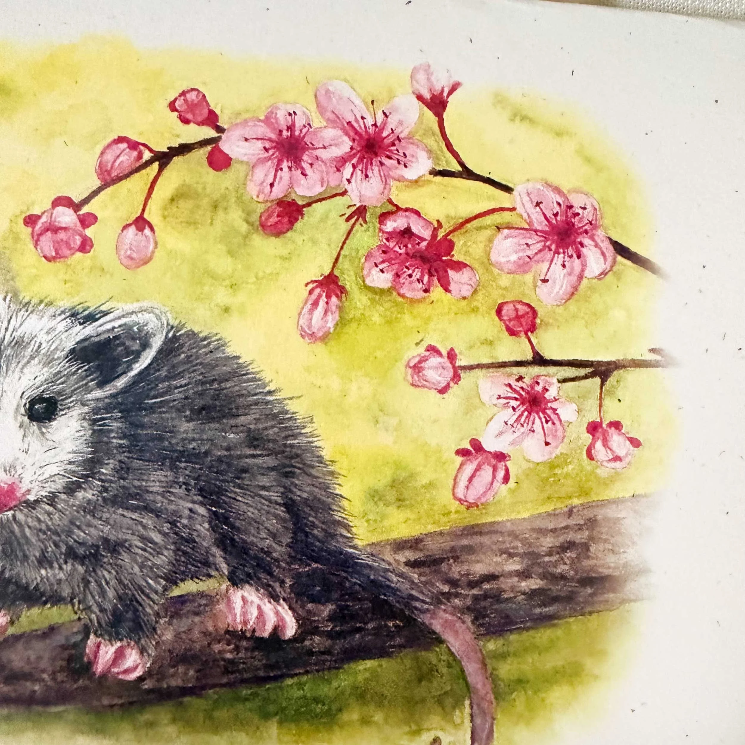 Opossom-CherryBlossoms-gretting-card_4.jpg