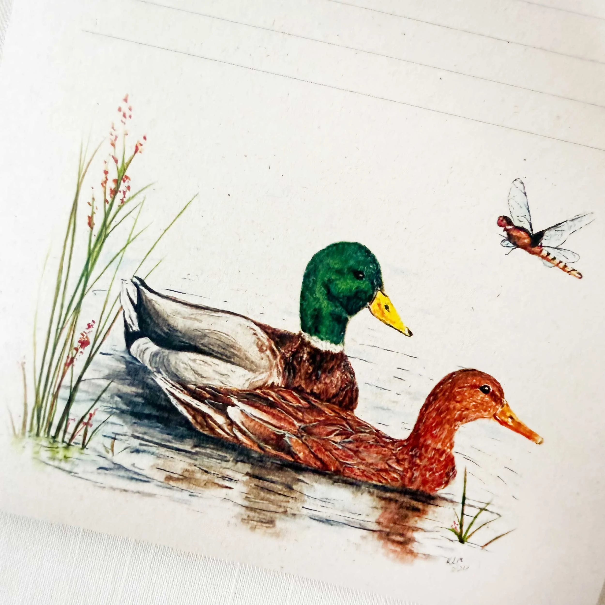 mallard-duck-couple-notepad_3.jpg