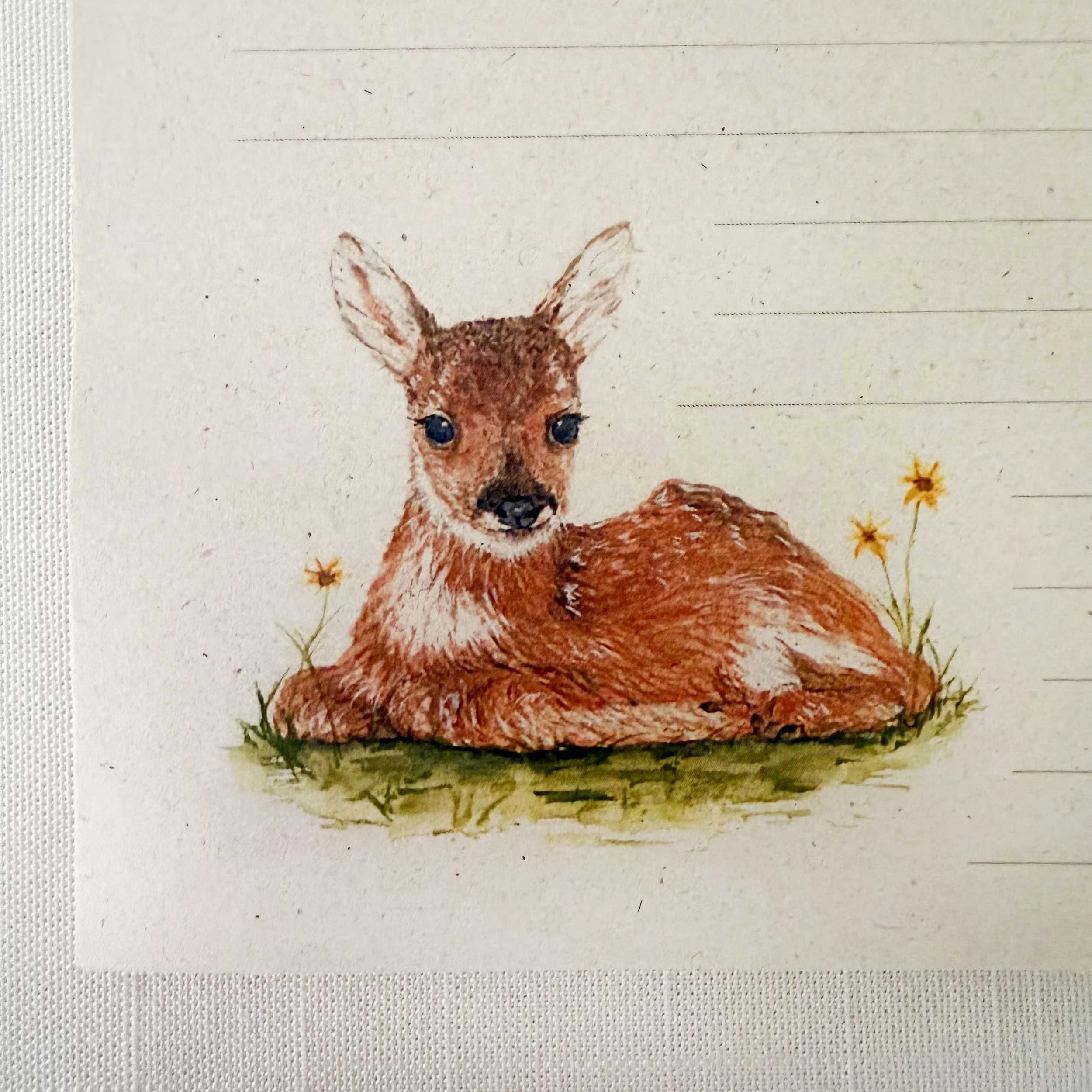 young-fawn-laying-down_notepad_4.jpg