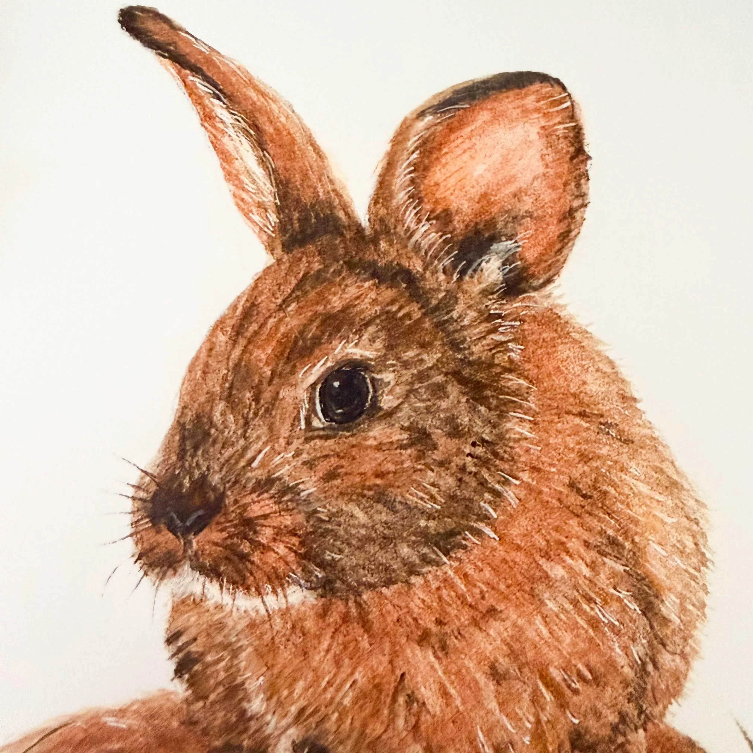 young-bunny-in-grass_art-print_4.jpg