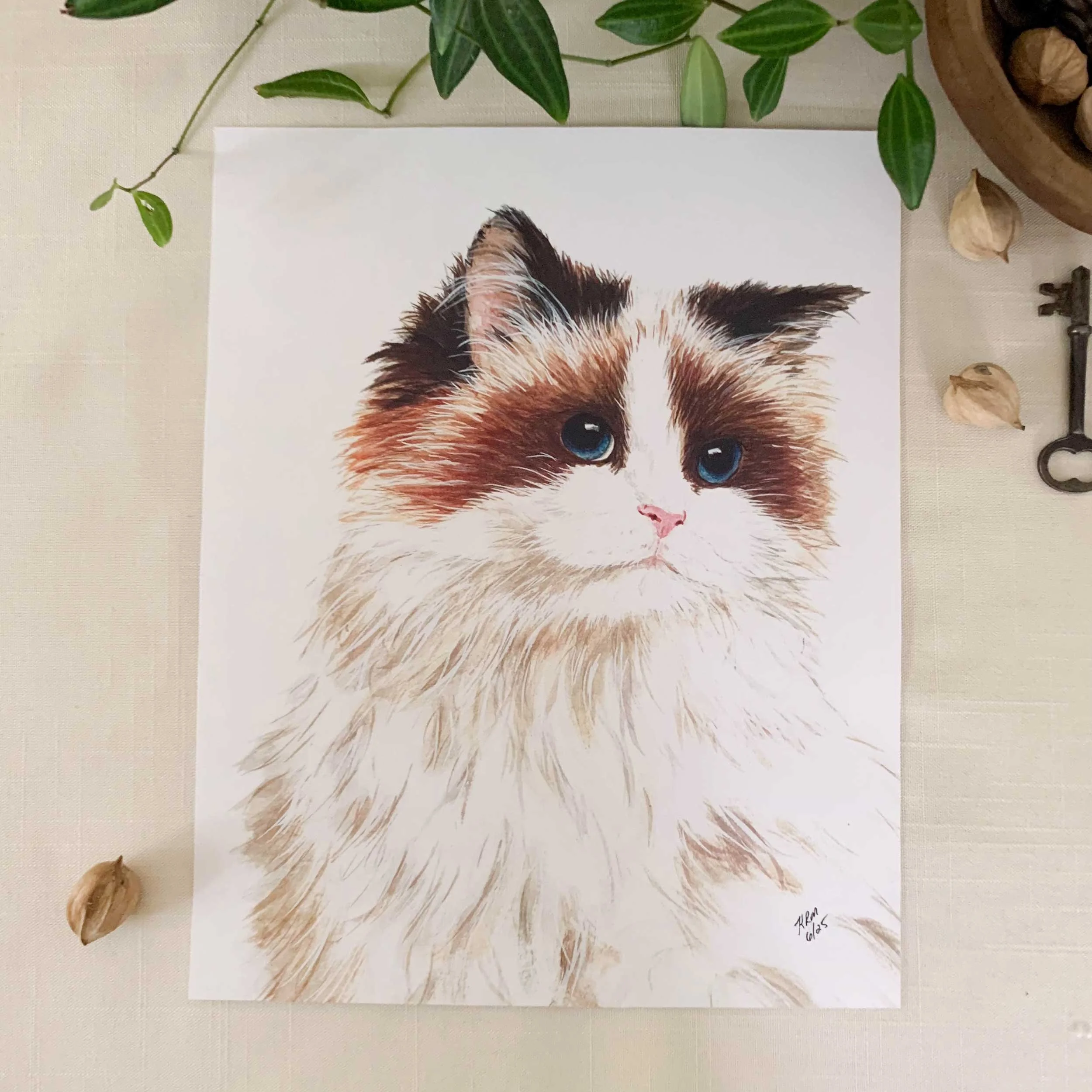 Ragdoll Cat Art Print