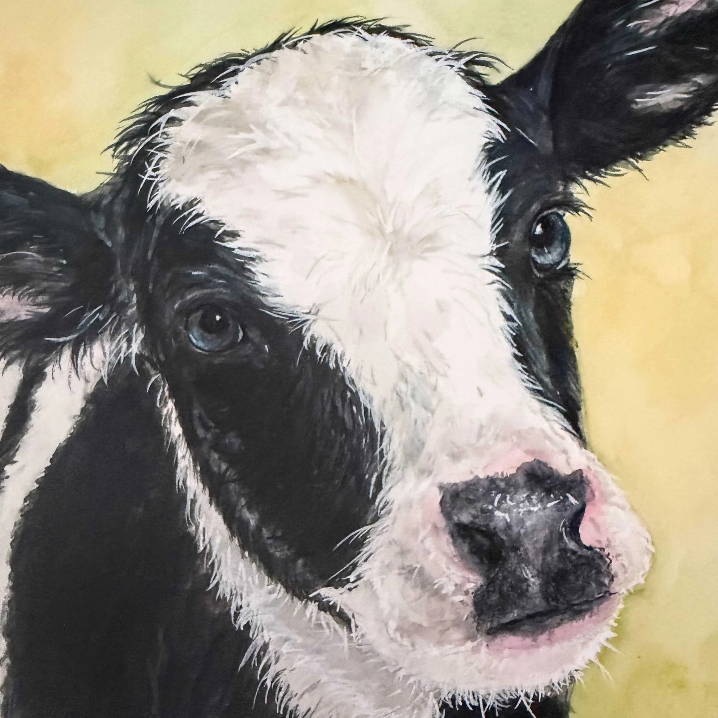 baby-black-white-cow-art-print_3.jpg