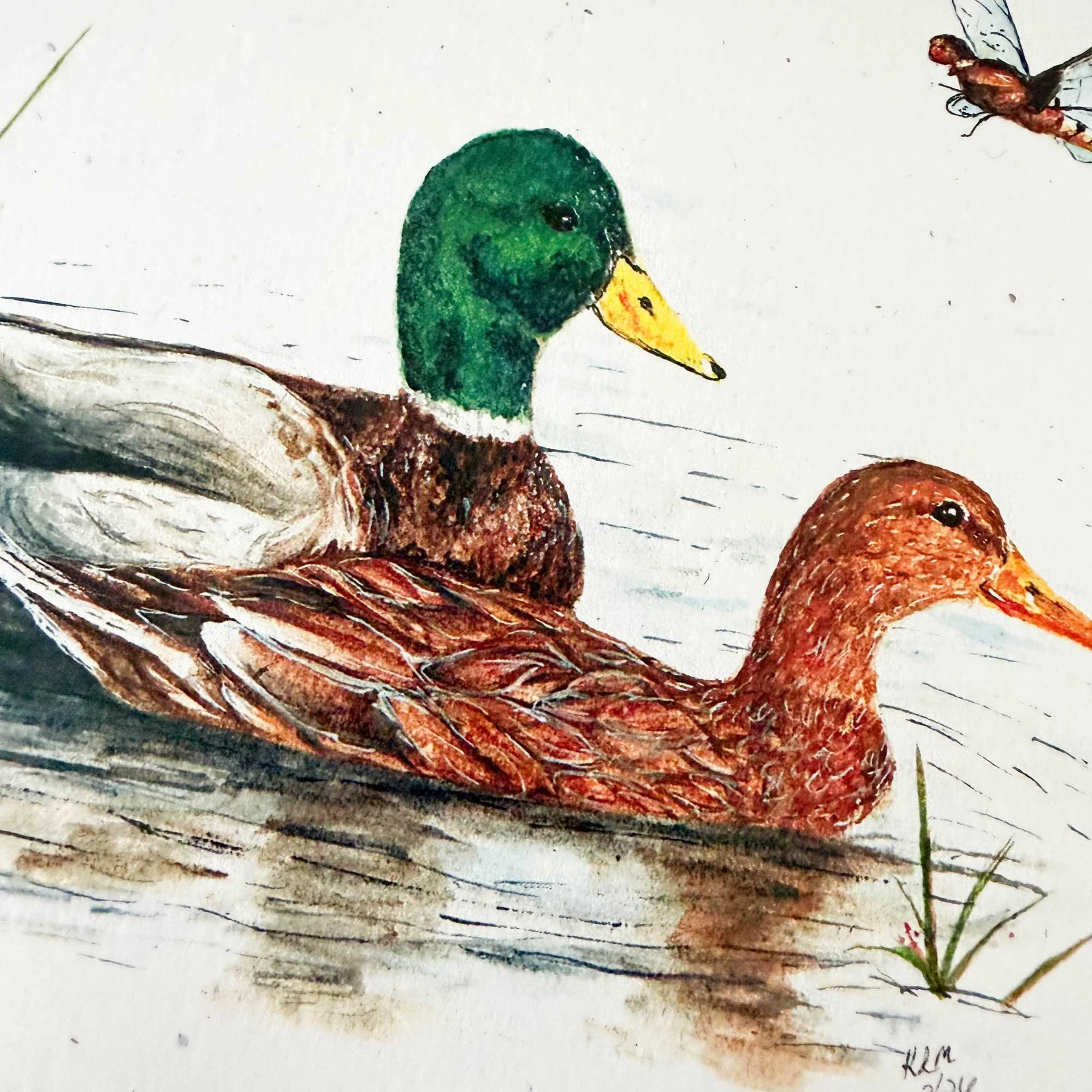Mallard-couple-greeting-card_5.jpg