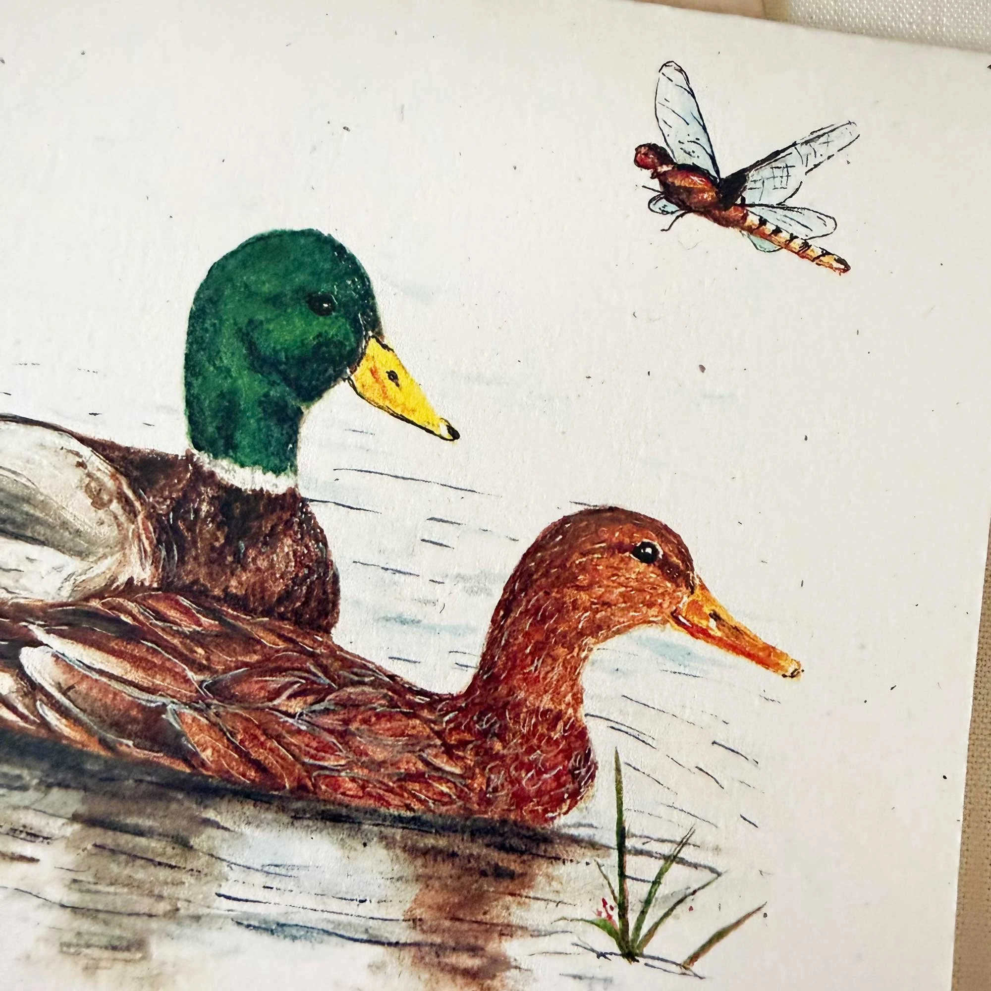Mallard-couple-greeting-card_3.jpg