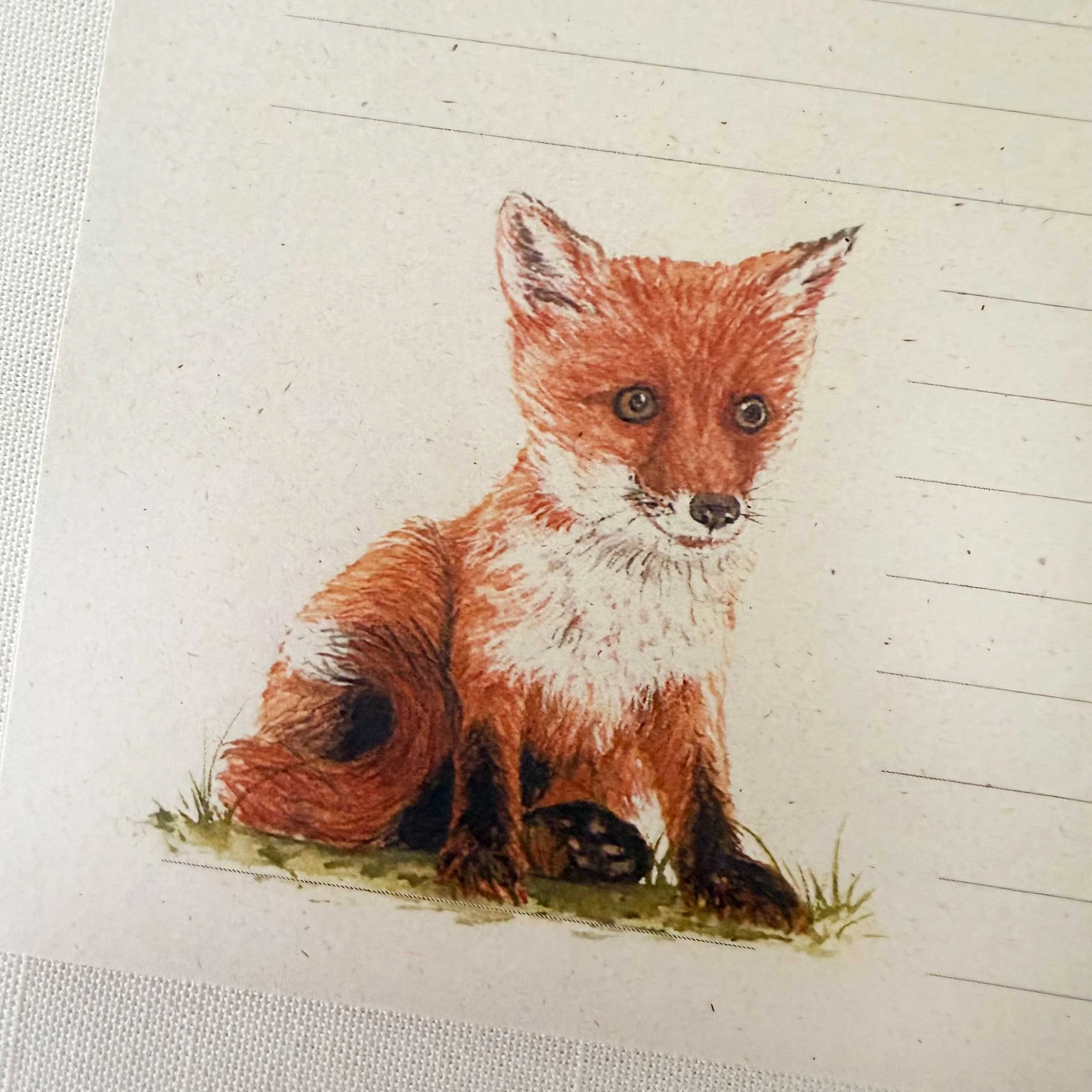young-fox-sitting_notepad_3.jpg