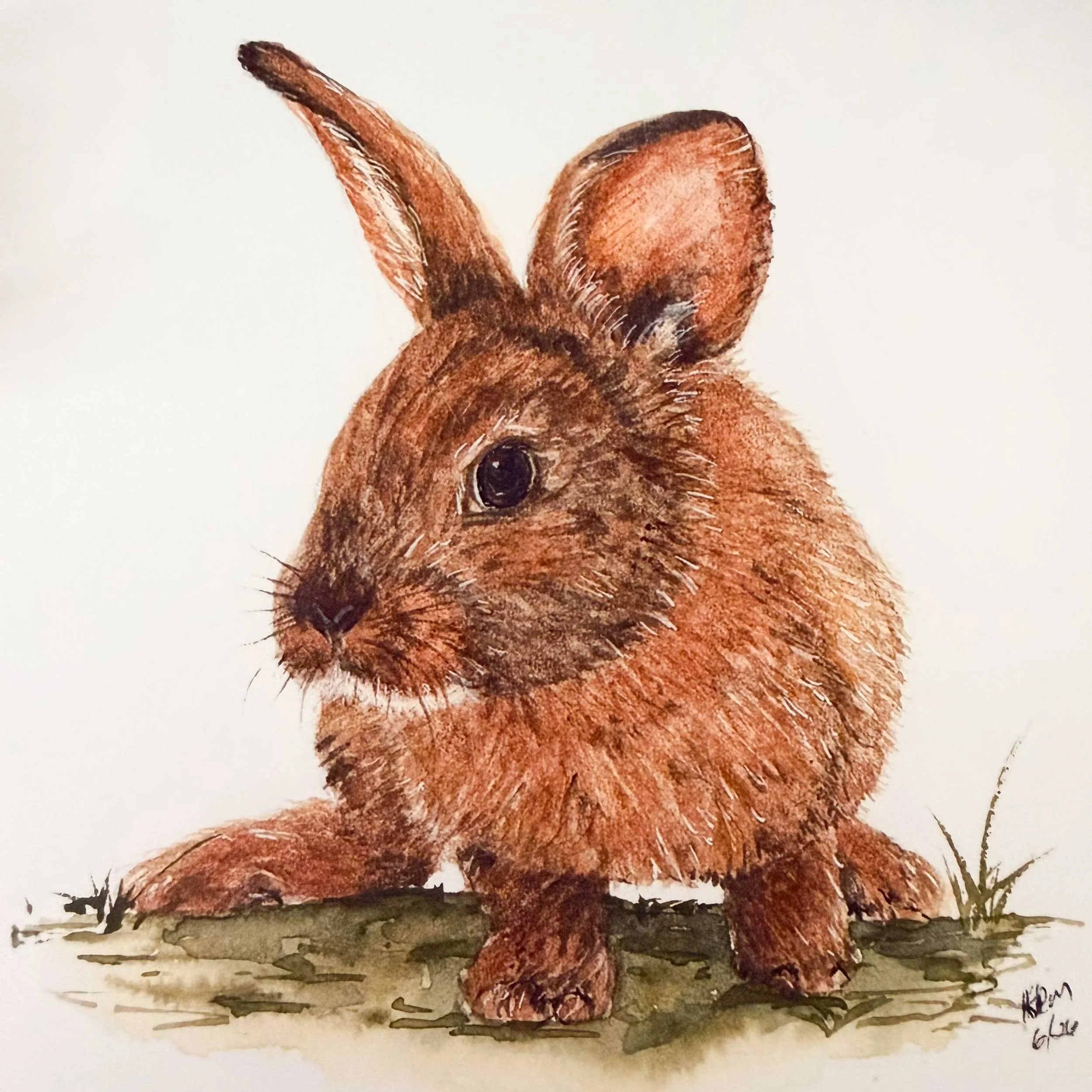 young-bunny-in-grass_art-print_3.jpg