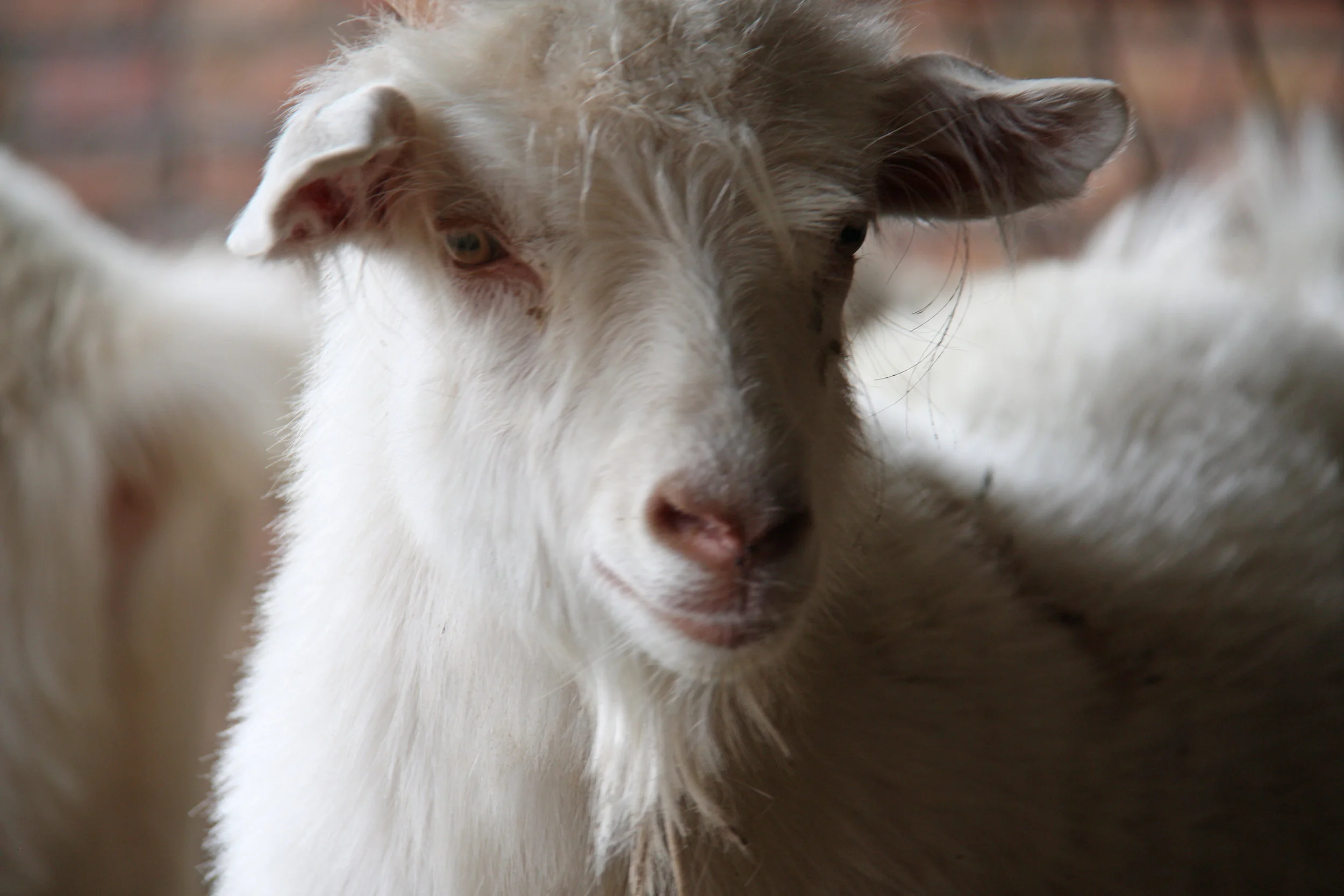 Cashmere-Ziegen – kuschelige Charakterköpfe.