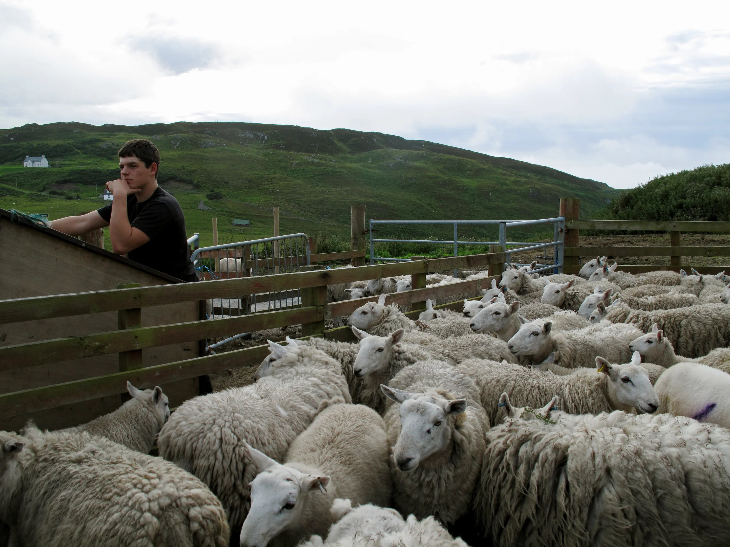 Shearing Day, Strathanbeg