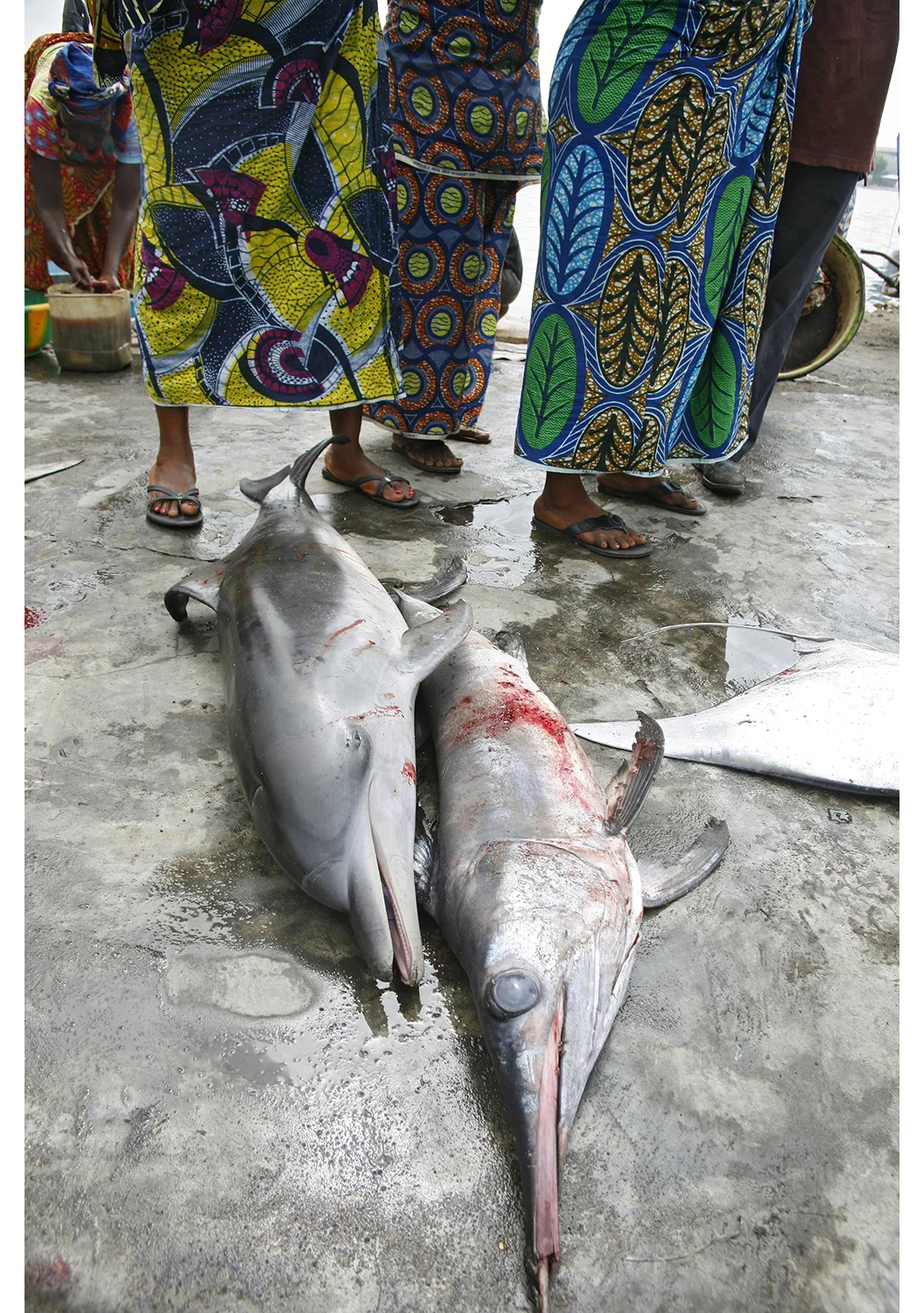 Swordfish and Dolphin, West Point, Liberia